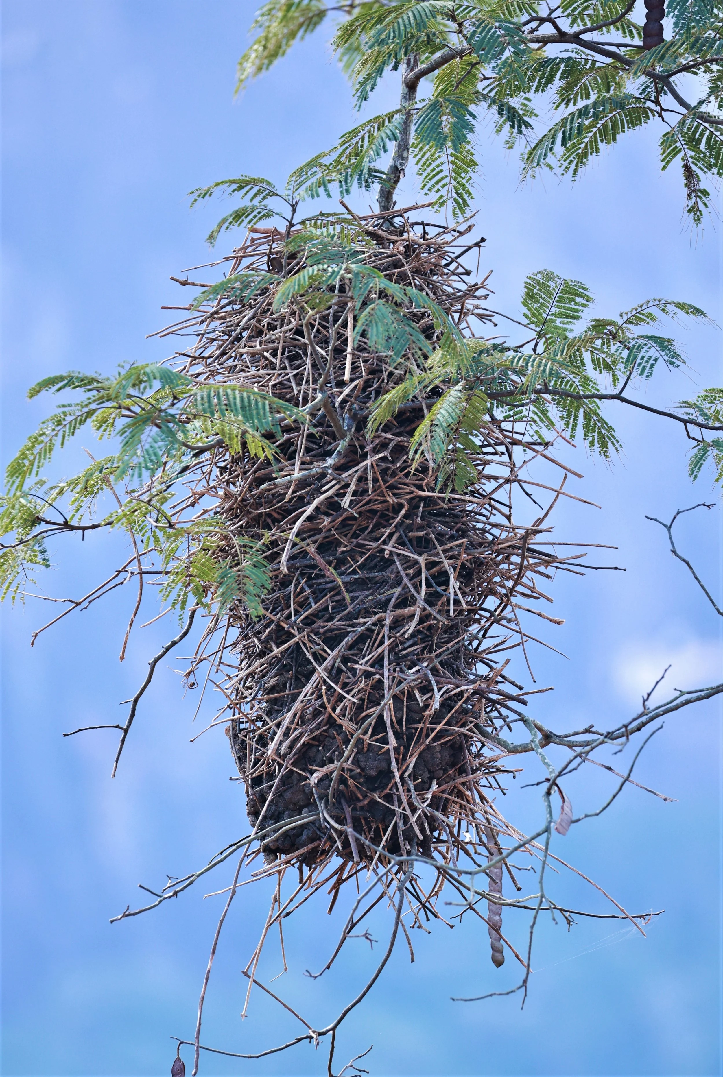 Oropendola species - nest - Afonso Claudio, Espirito Santo Brazil