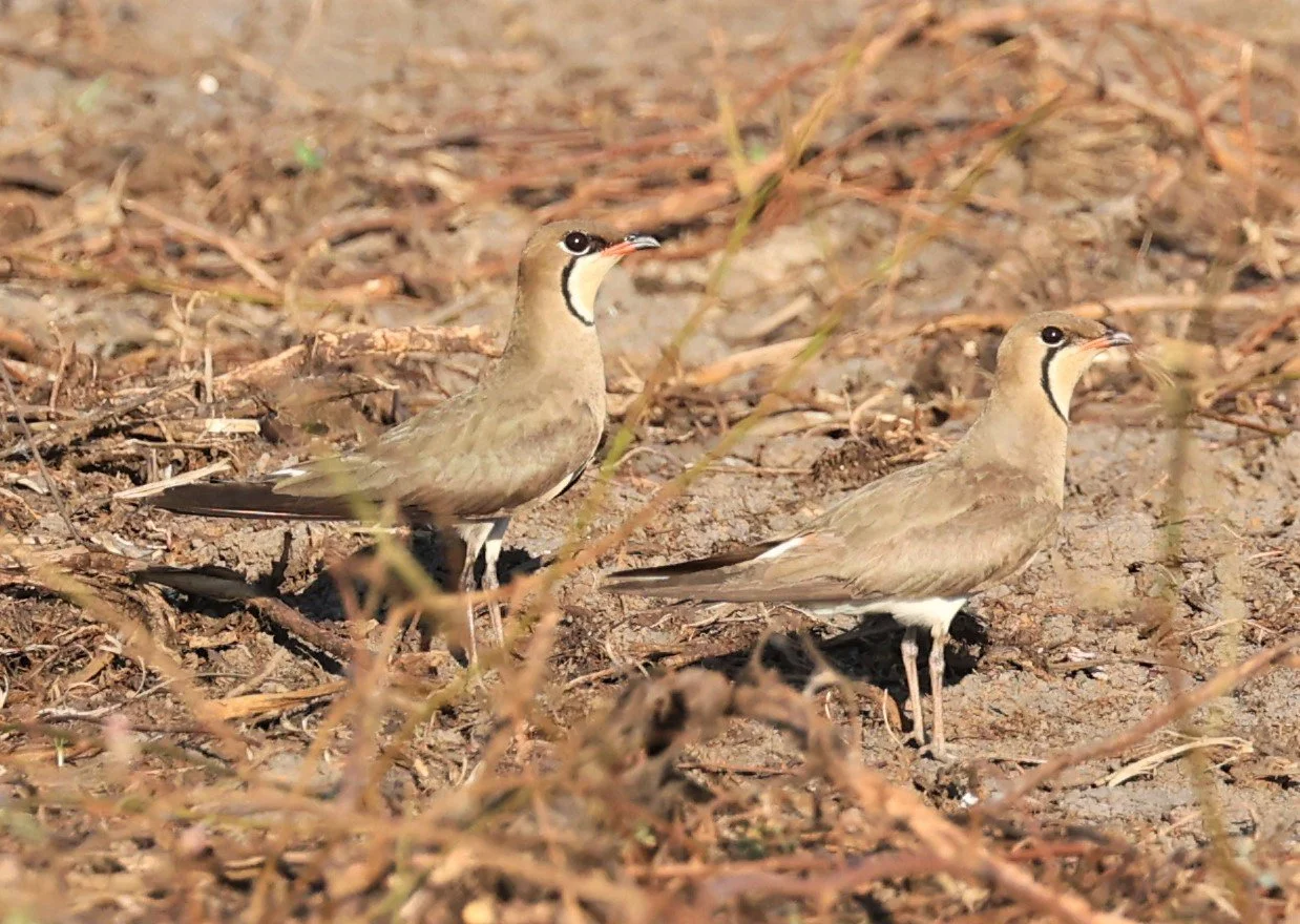 PRATINCOLE - ORIENTAL PRATINCOLE - Glareola maldivarum - TAP YAO RICEFIELDS LAT KRABANG - APRIL 23 2022 (8).jpg