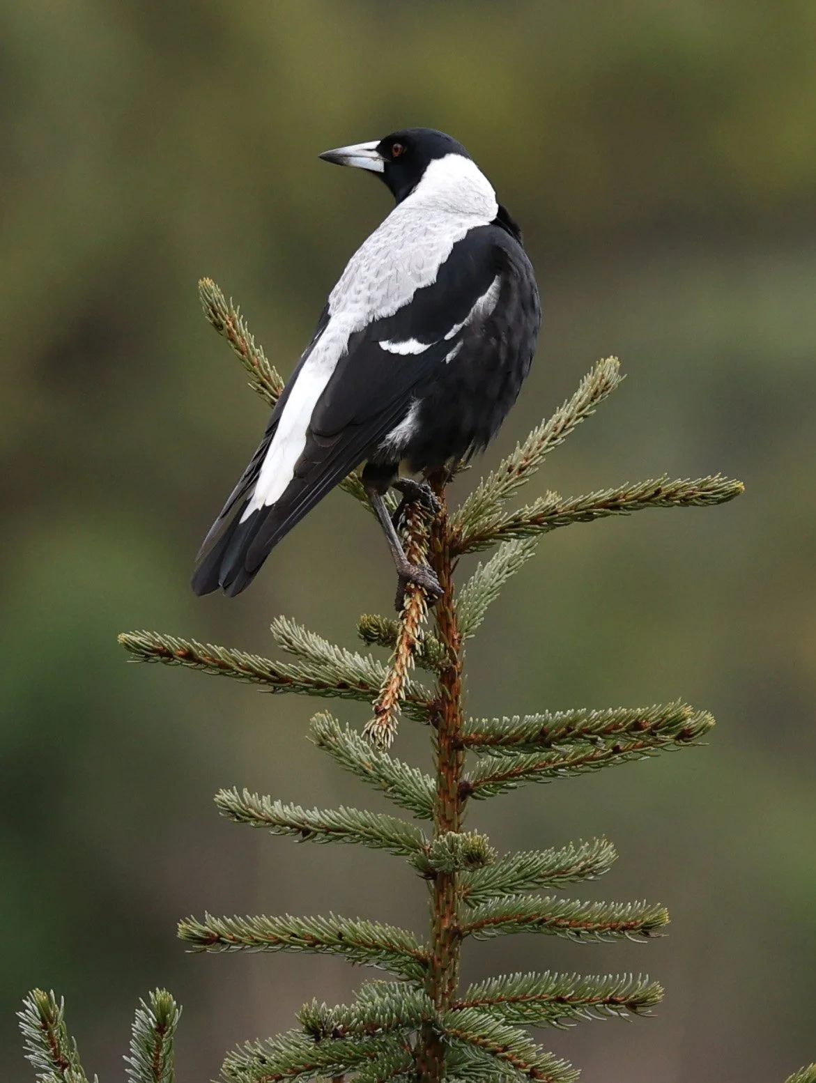 Australian magpie (Gymnorhina tibicen) Tasmanian Arboretum - Tasmania (9).jpg