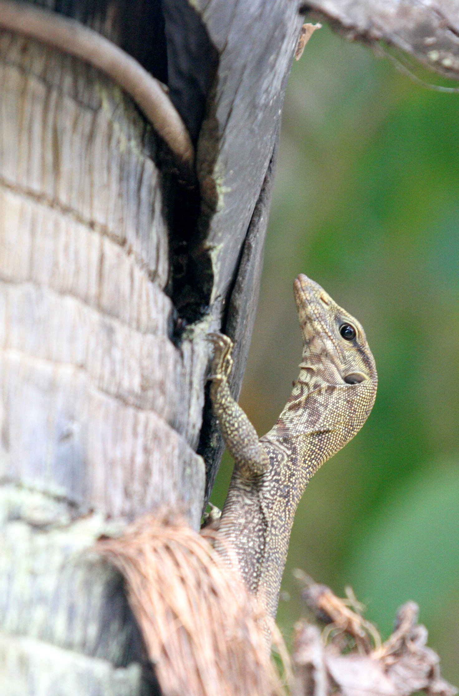 2016 Koh Lanta TheOtherSideVillas - Nature at our Home (132).JPG