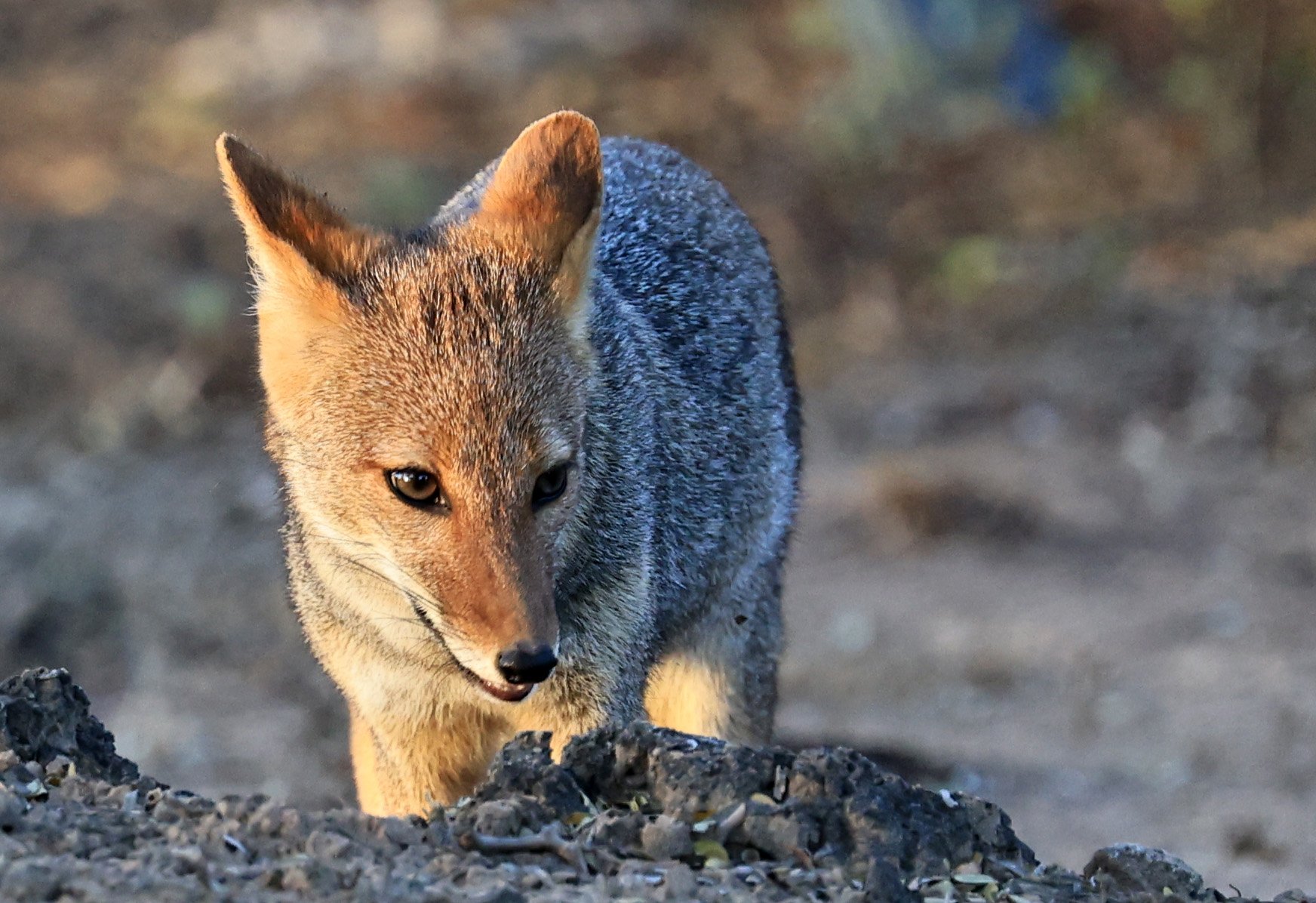 Pampas Fox (Lycalopex gymnocerca) Reserva Natural Canada el Carmen, Paraguay  (91).jpg