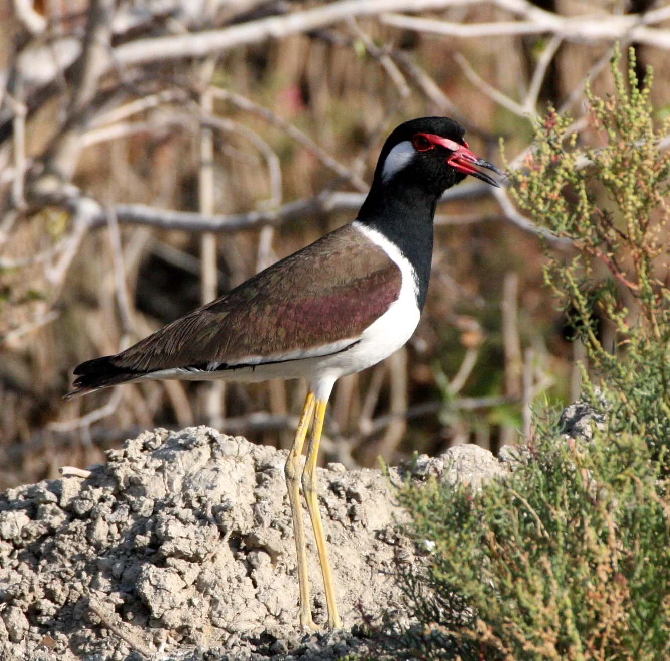 LAPWING - RED-WATTLED LAPWING - Vanellus indicus - KHAO SAM ROI YOT THAILAND (15).JPG