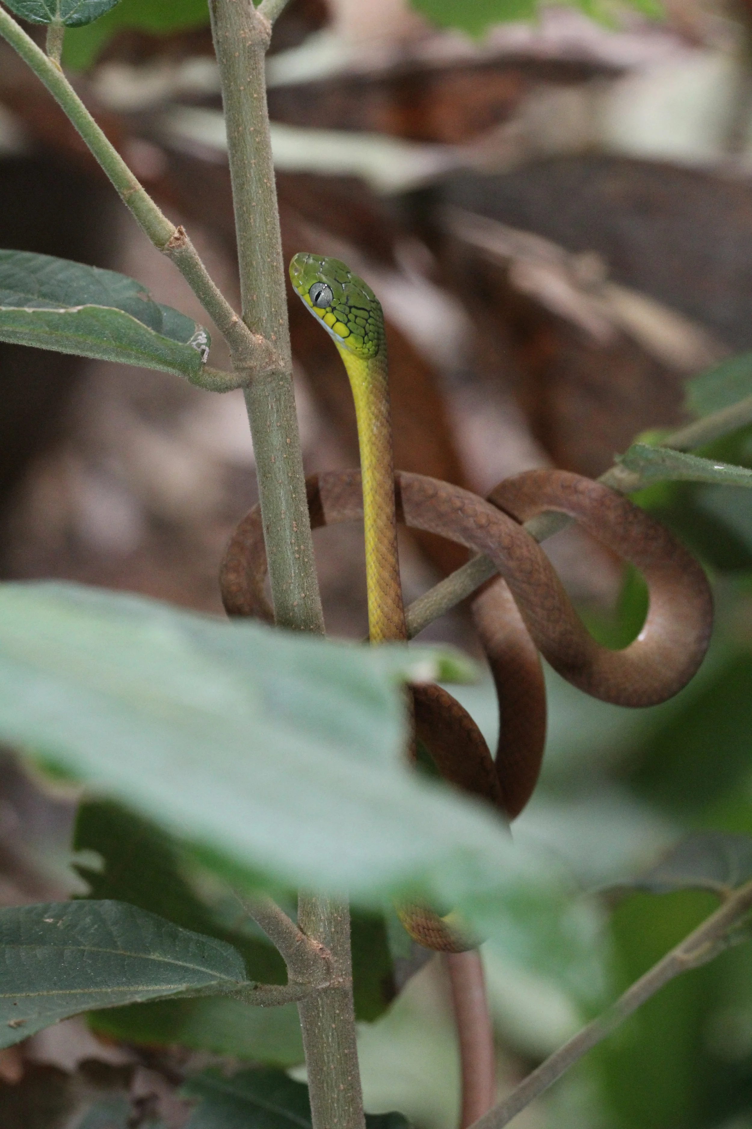 Boiga cyanea - GREEN CAT SNAKE - KOH LANTA THAILAND (143).JPG