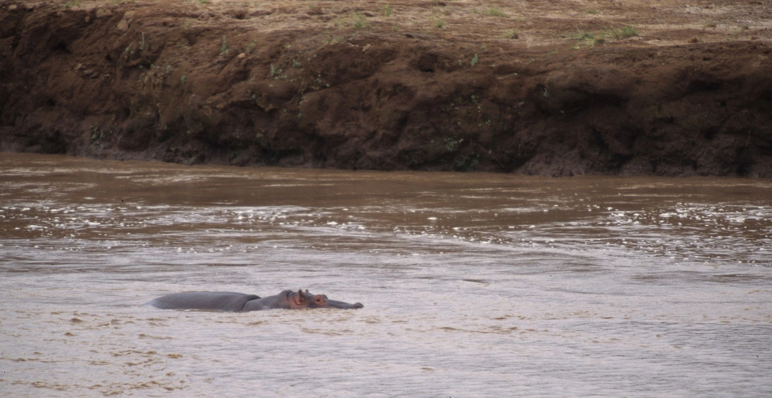 HIPPO- SERENGETI 5.jpg