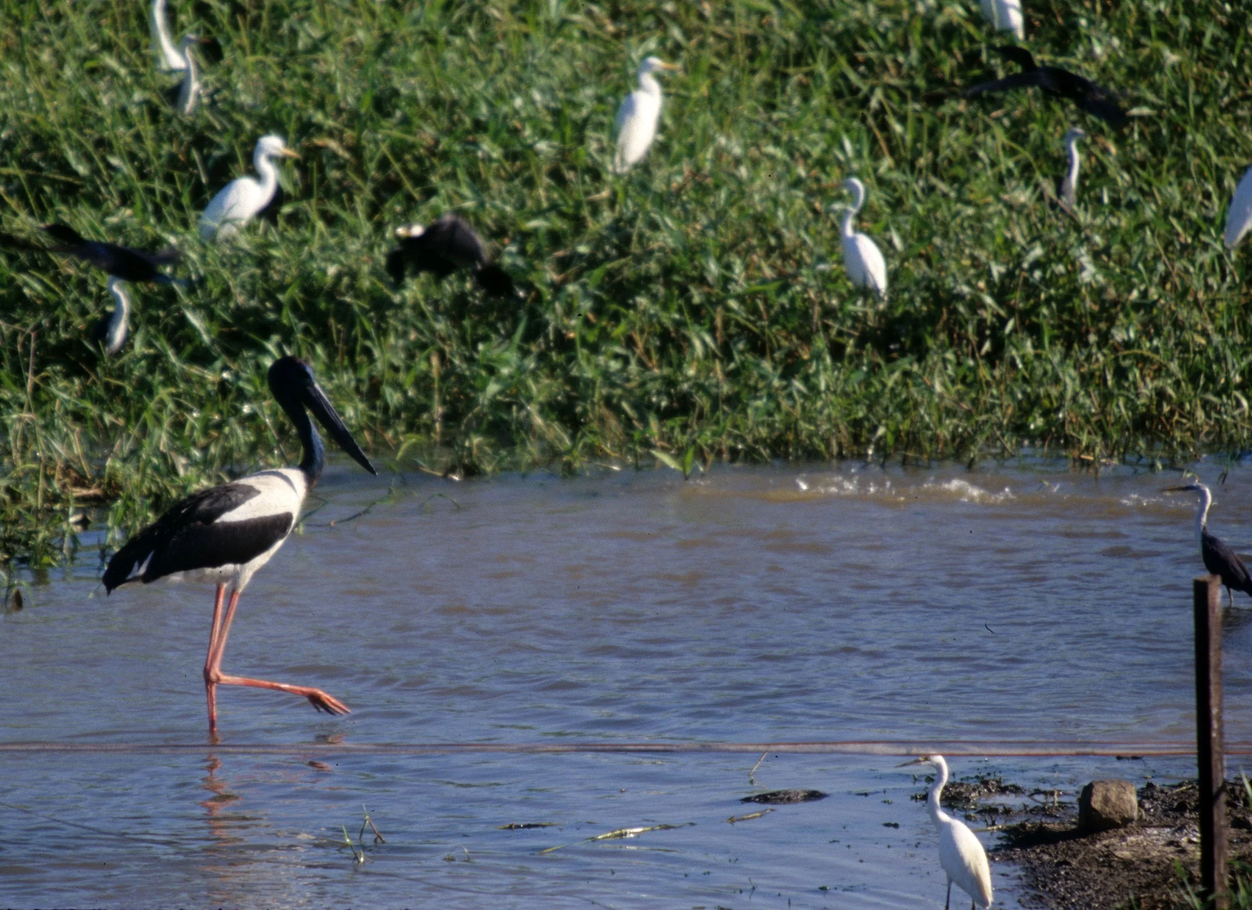BIRD - STORK - JABIRU - KAKADU NP.jpg
