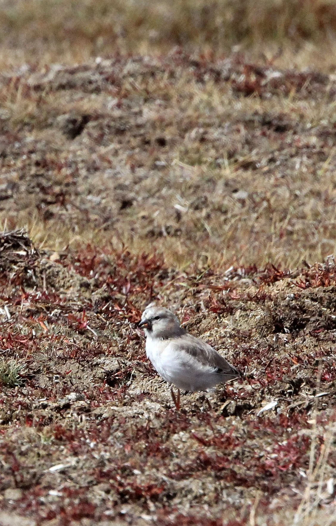 Mongolian Finch (Bucanetes mongolicus) Ku Hai Laike, Qinghai China (7).JPG