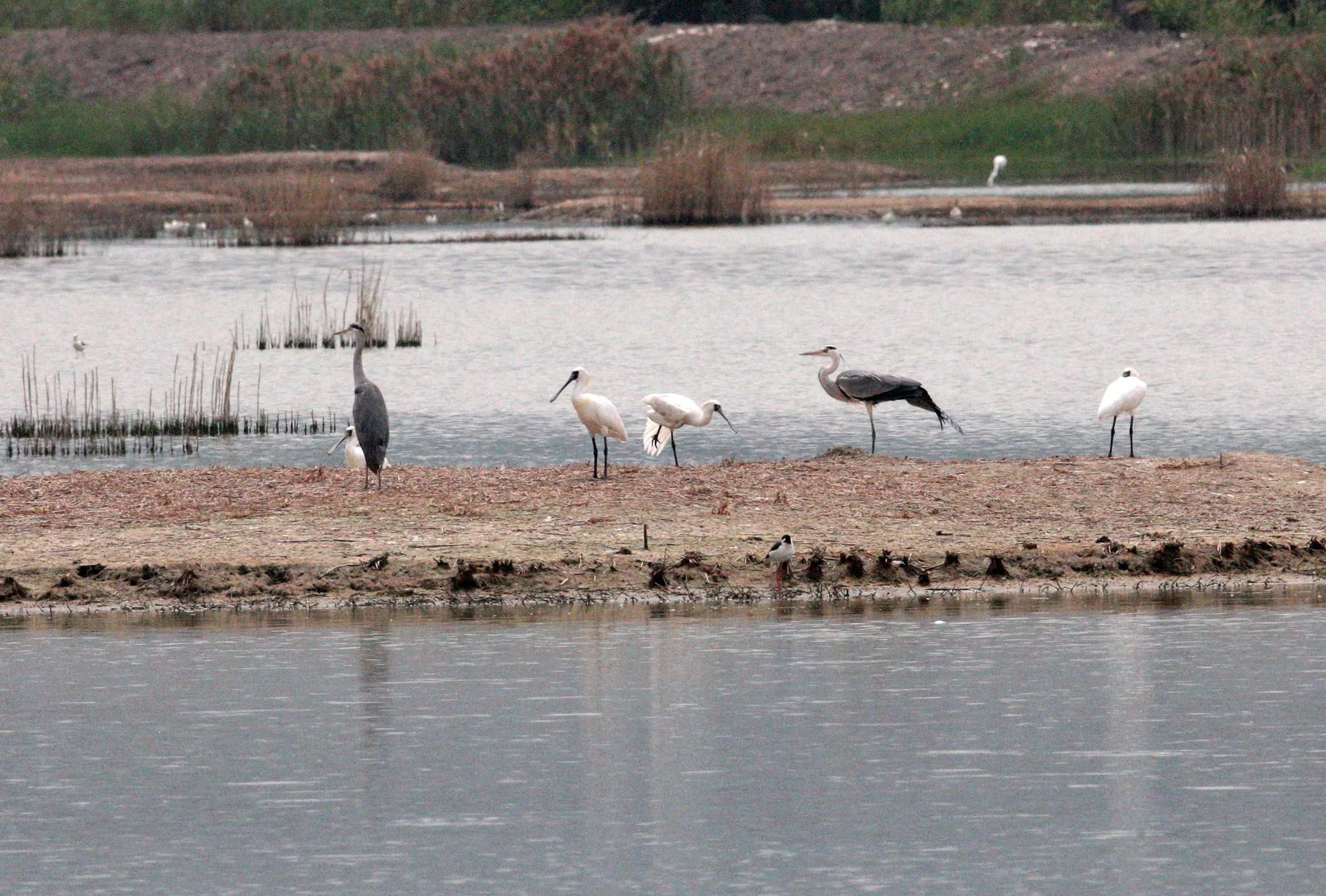 SPOONBILL - BLACK-FACED SPOONBILL - Platalea minor - MAI PO WETLANDS HONG KONG (91).JPG