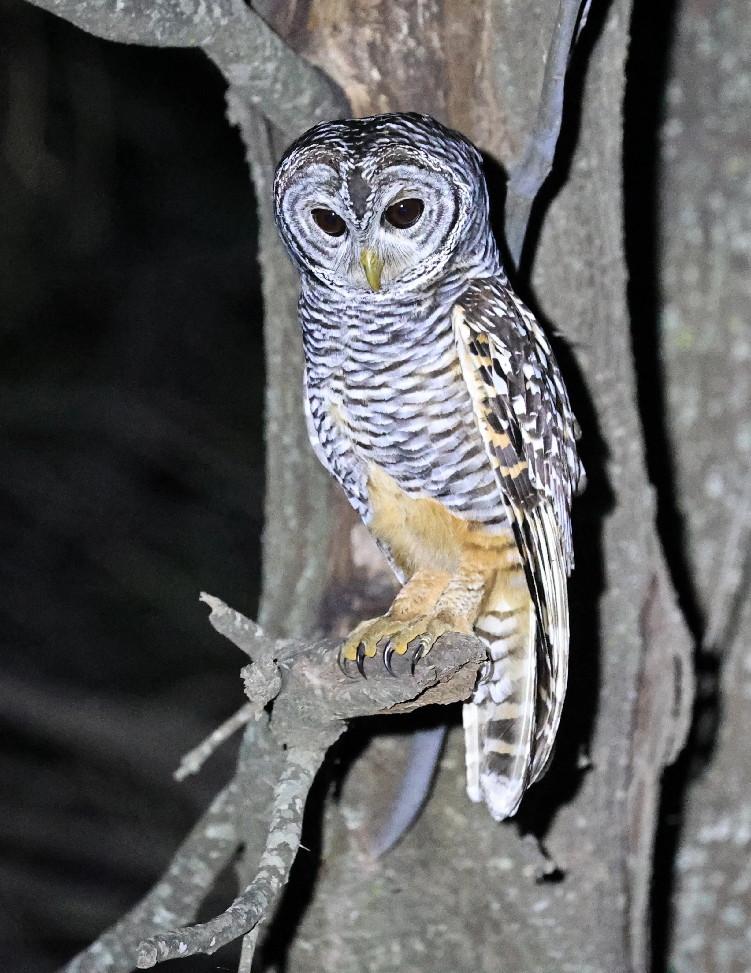 Chaco Owl (Strix chacoensis) Estancia Campo'í Paraguay (61).jpg