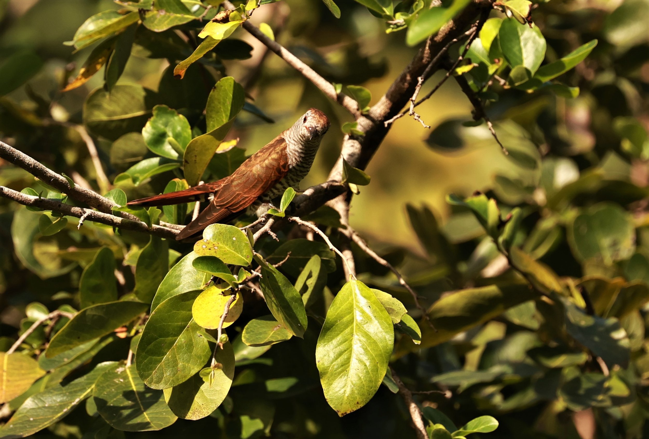 Violet Cuckoo (Chrysococcyx xanthorhynchus) Rama IX Park Bangkok (44).jpg