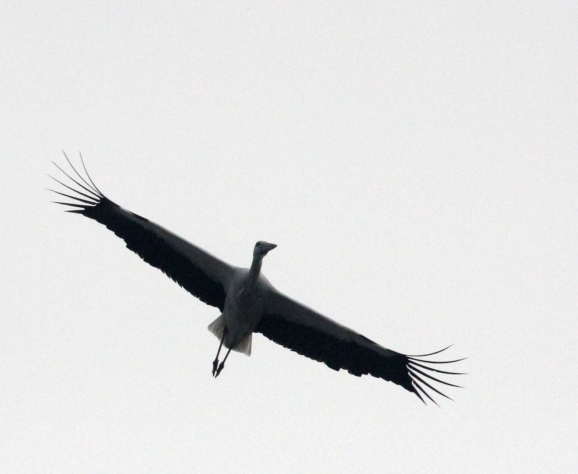STORK - ORIENTAL STORK - Ciconia boyciana - POYANG LAKE, JIANGXI PROVINCE, CHINA (12).JPG