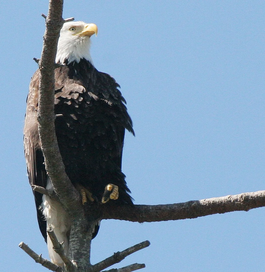 BIRD - EAGLE - BALD EAGLE - CLINE SPIT OVERLOOK SEQUIM WA (11).JPG