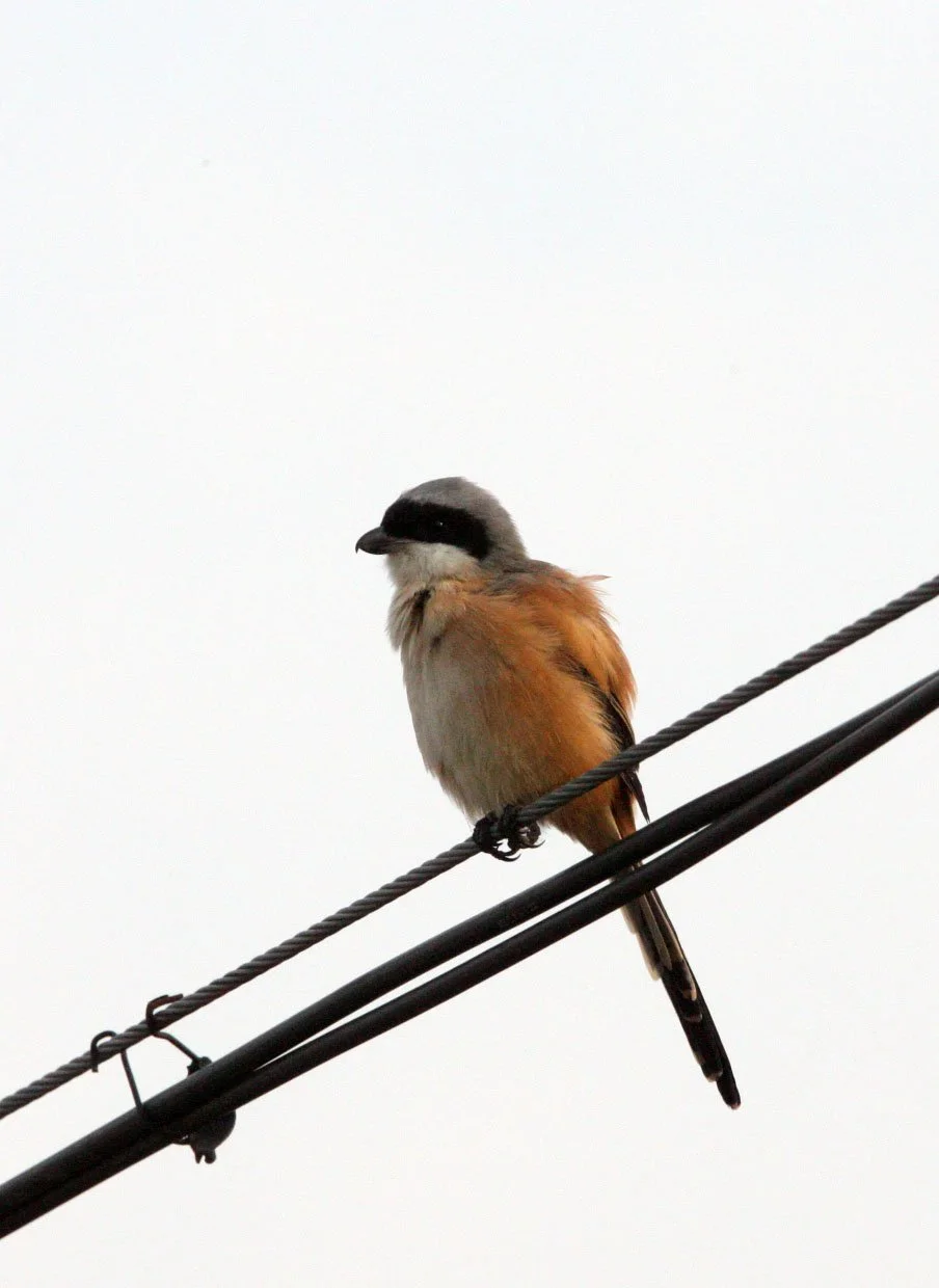 Long-tailed Shrike (Lanius schach) Poyang Lake Jiangxi Province China (4).JPG