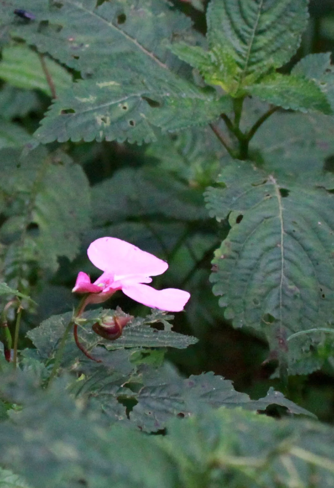 NYUNGWE NATIONAL PARK RWANDA (520).JPG