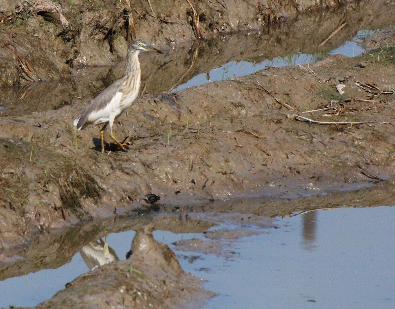 HERON - CHINESE POND HERON - Ardeola bacchus - AYUDTHAYA THAILAND (4).JPG