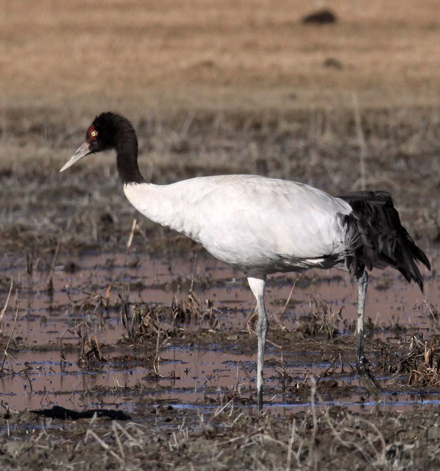 Grus nigricollis - BLACK-NECKED CRANE - NAPAHAI WETLANDS YUNNAN CHINA A (71).JPG