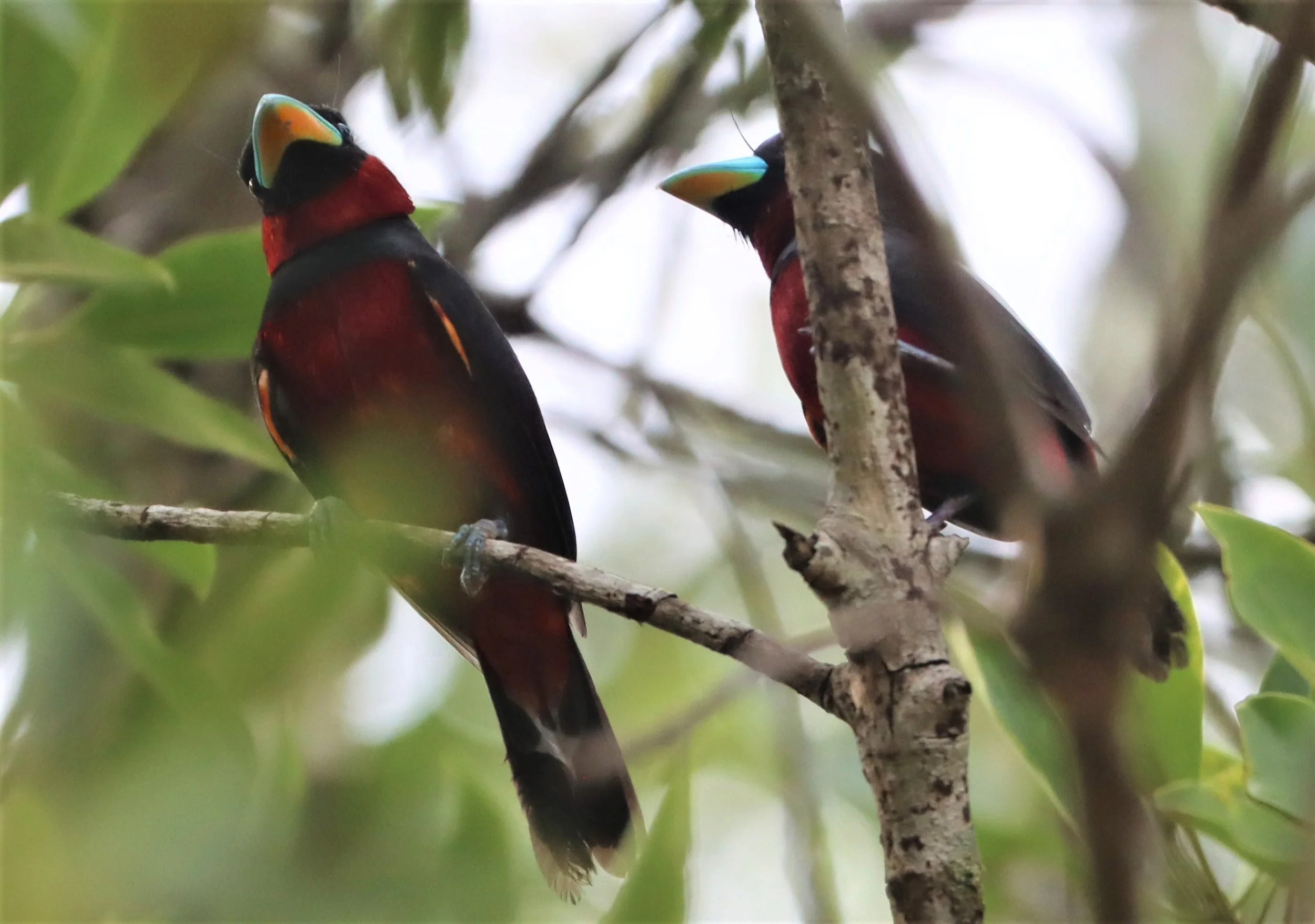 BROADBILL - BLACK AND RED BROADBILL - Cymbirbynchus macrorhynchus - AO PHANG NGA NATIONAL PARK (13).jpg