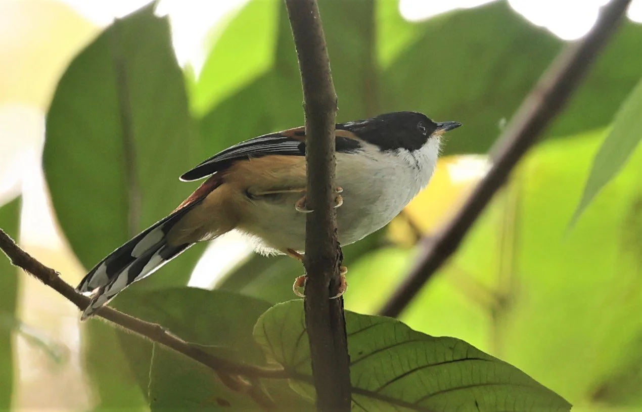 SIBIA - RUFOUS-BACKED SIBIA - Leioptila annectens - DOI LANG WEST, DOI PHA HOM KHA NP, CHIANG MAI DEC 2021 (29).jpg