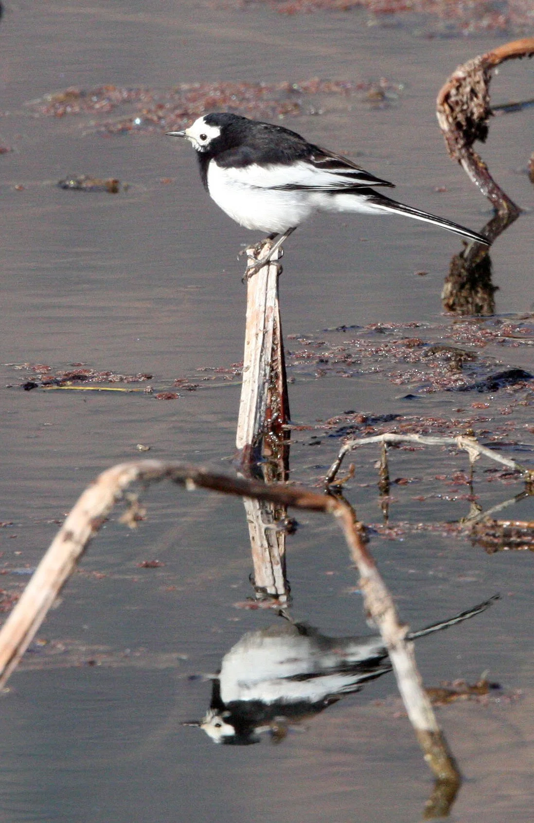 WHITE WAGTAIL - WETLANDS NEAR ERHAI LAKE DALI YUNNAN CHINA (6).JPG