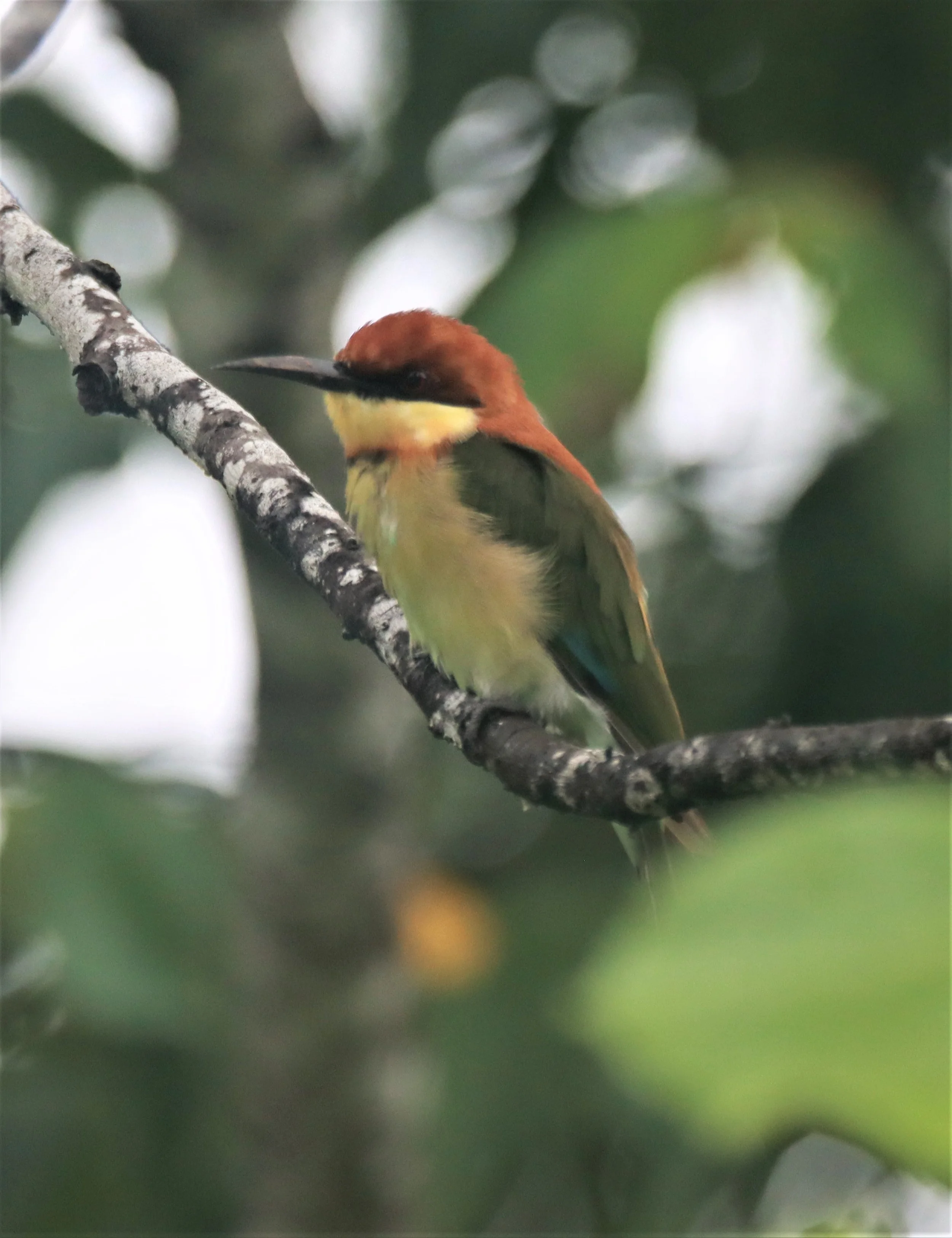 BEE-EATER - CHESTNUT-HEADED BEE-EATER - Merops leschenaulti - KHAO SOK SURAT THANI (34).jpg