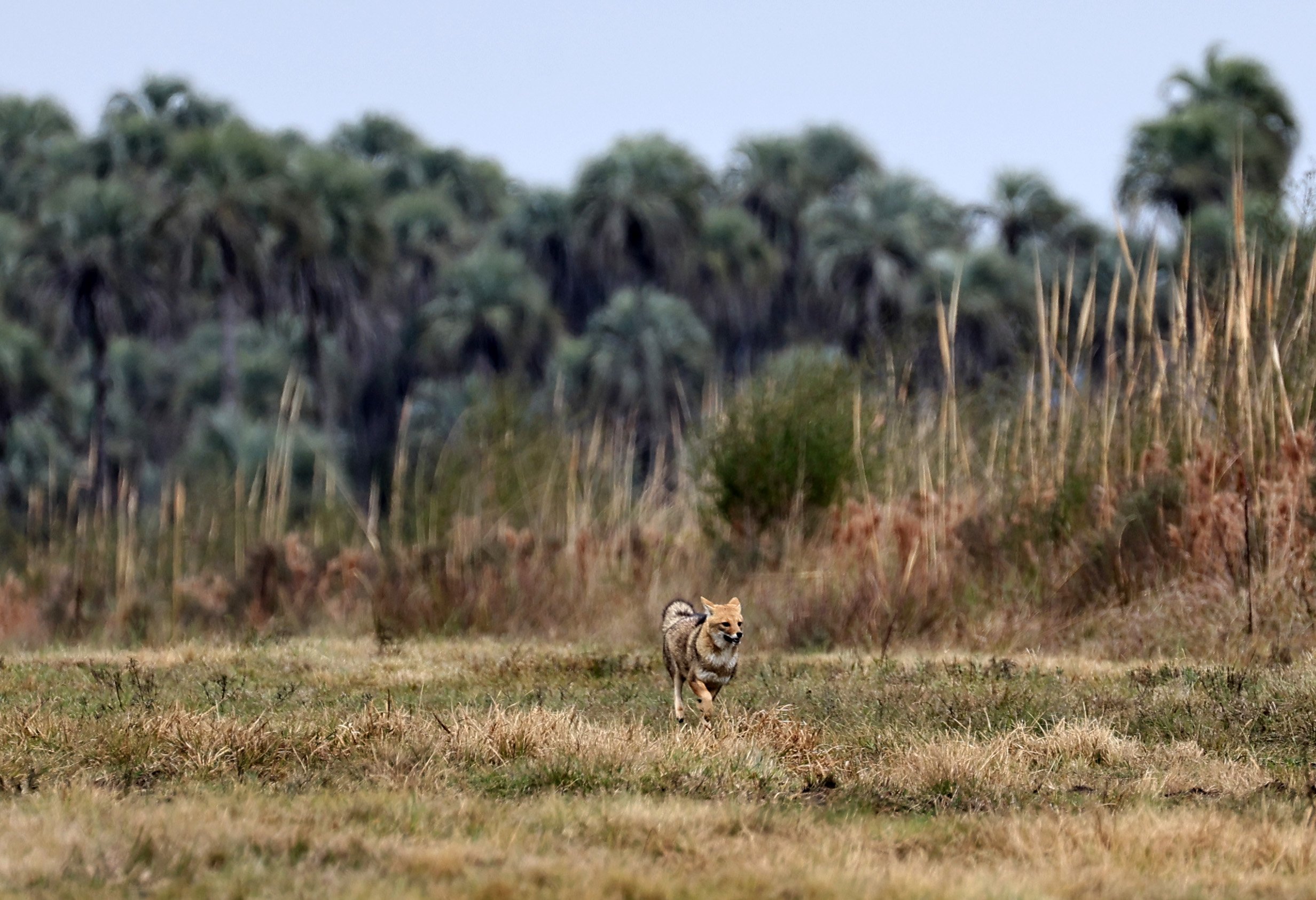 Pampas Fox (Lycalopex gymnocercus) El Palmar National Park, Entre Rios, Argentina (77).jpg