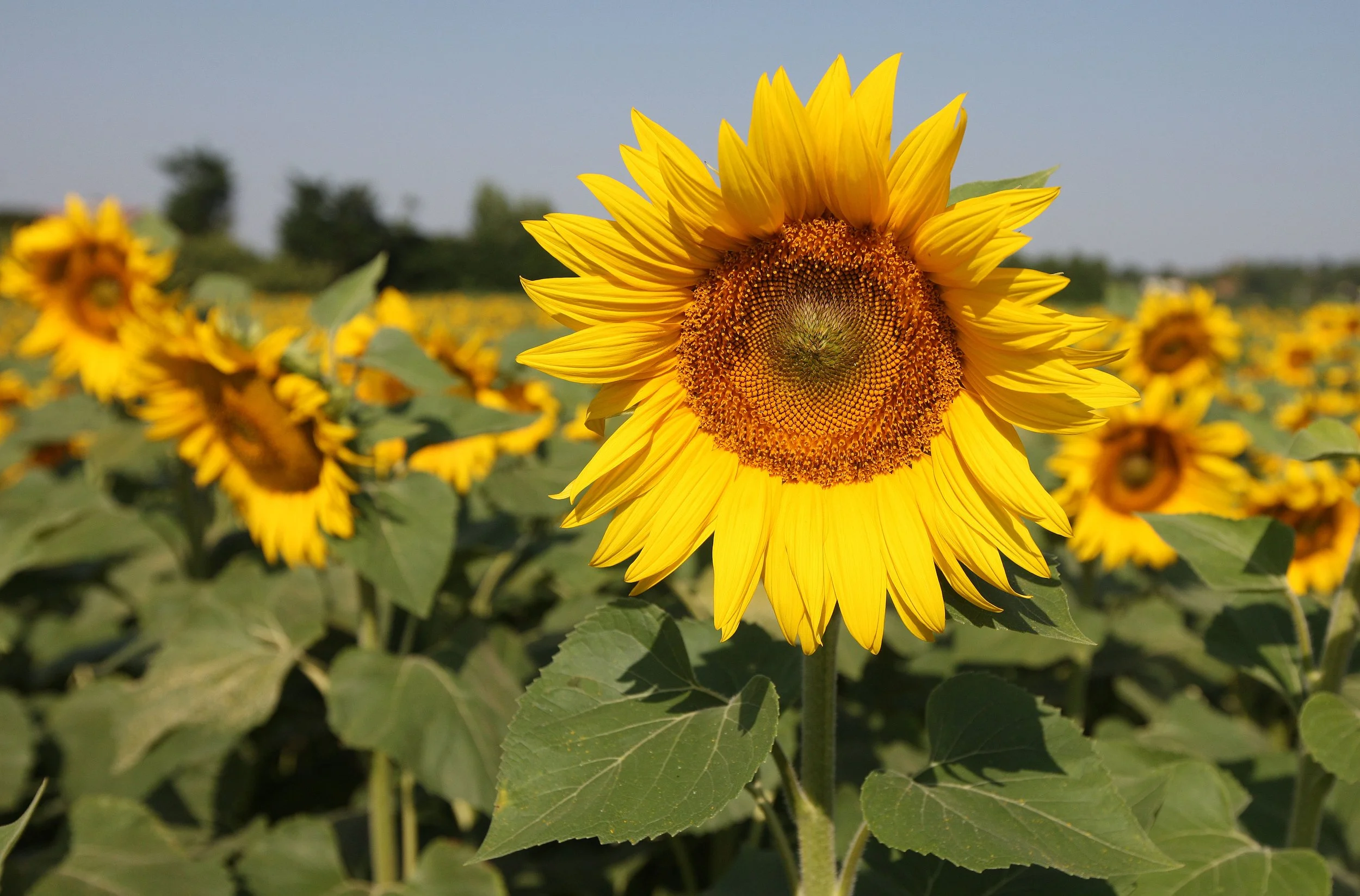 VERCORS NATIONAL PARK FRANCE (80).JPG