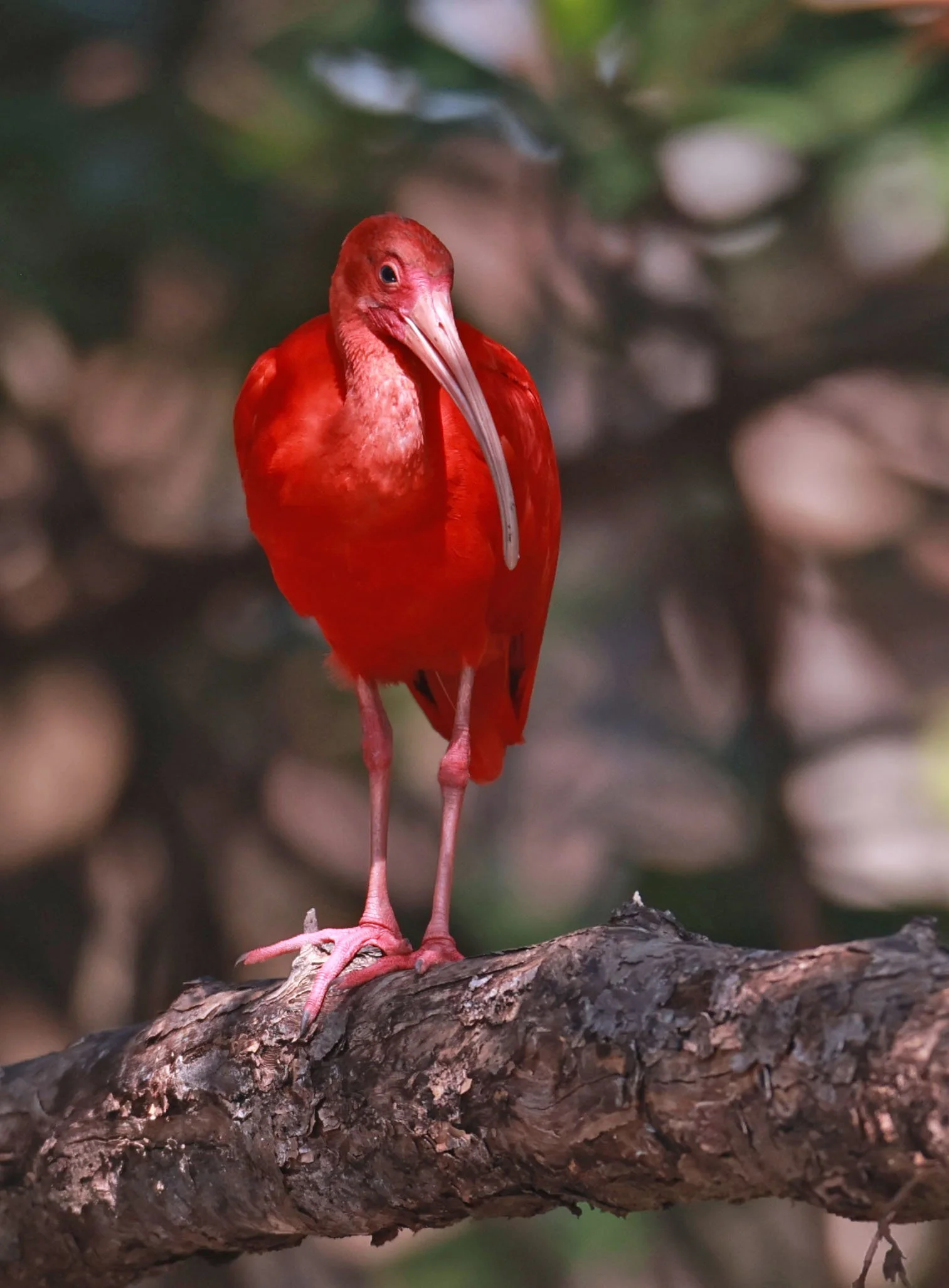 Ibis - Scarlet Ibis - Eudocimus ruber - 29 Songkaow Cafe, Chachoengsao Thailand (352).jpg