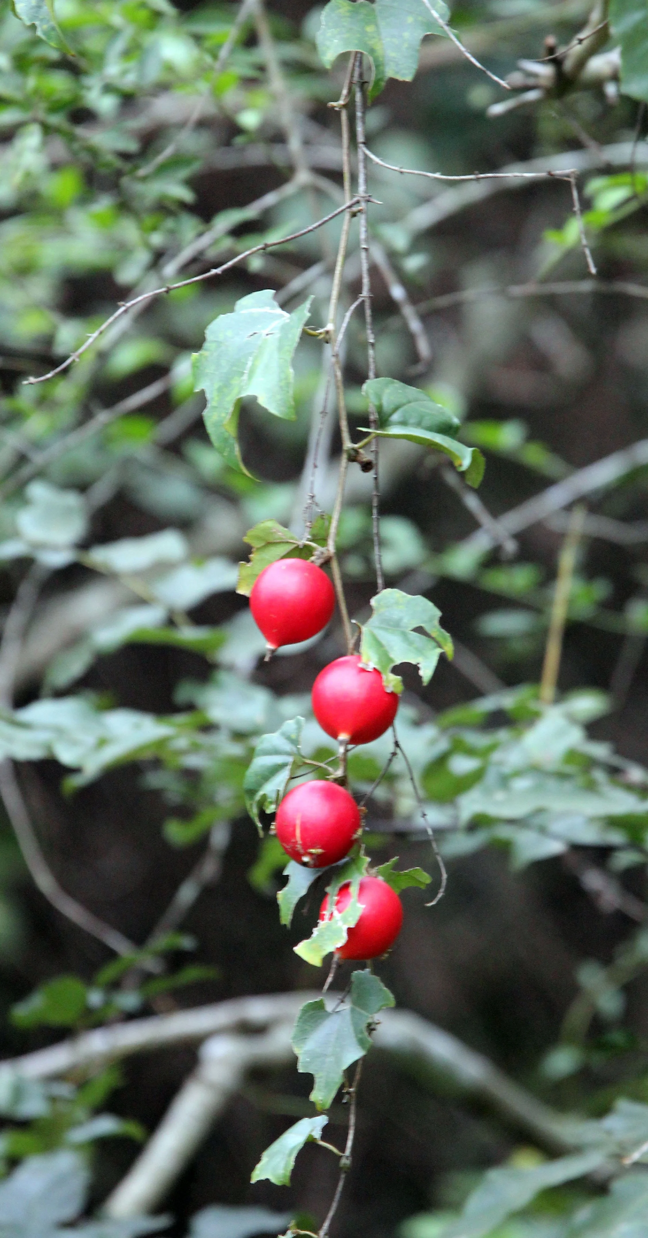 Bitter Snake Gourd (Trichosanthes tricuspidata), a large climbing plant native to Asia. 
Fruit Appearance: It produces vibrant, glossy red, spherical fruits that typically hang from the vine. The fruits are generally considered poisonous or non-edibl