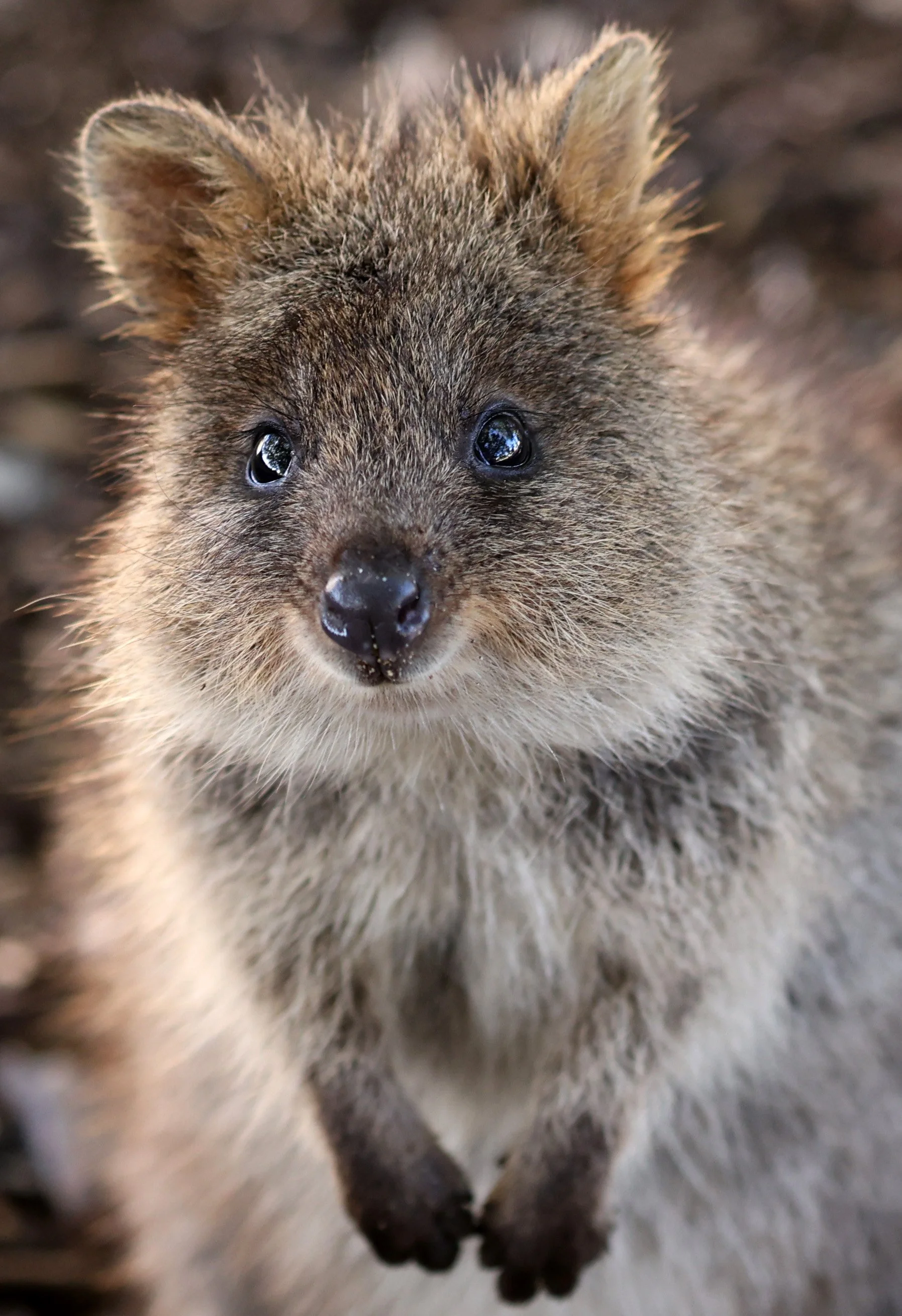 Quokka (Setonix brachyurus) Rottnest Island - Western Australia