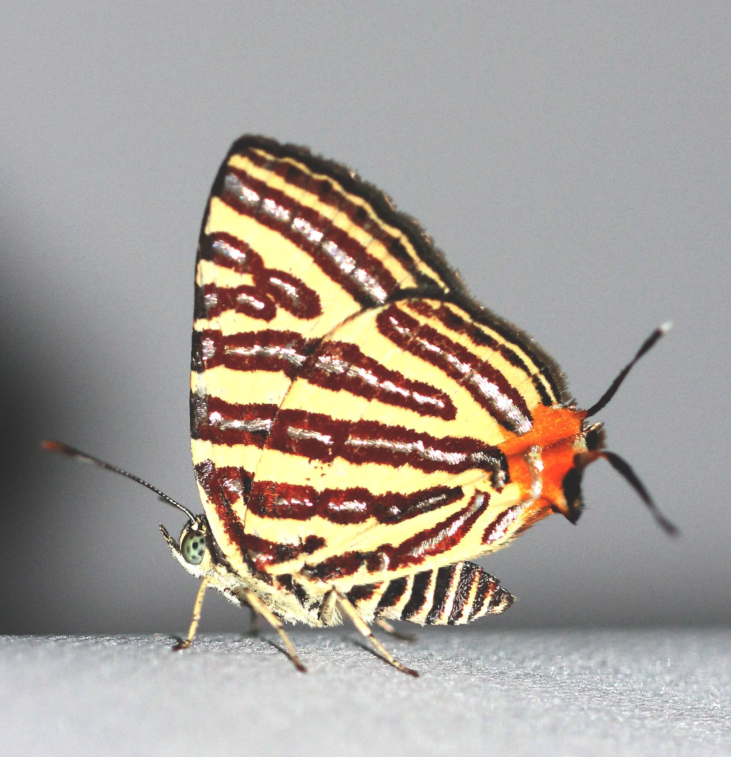 Lycaenidae - Long-banded Silverline (Spindasis lohita) Koh Lanta, Thailand