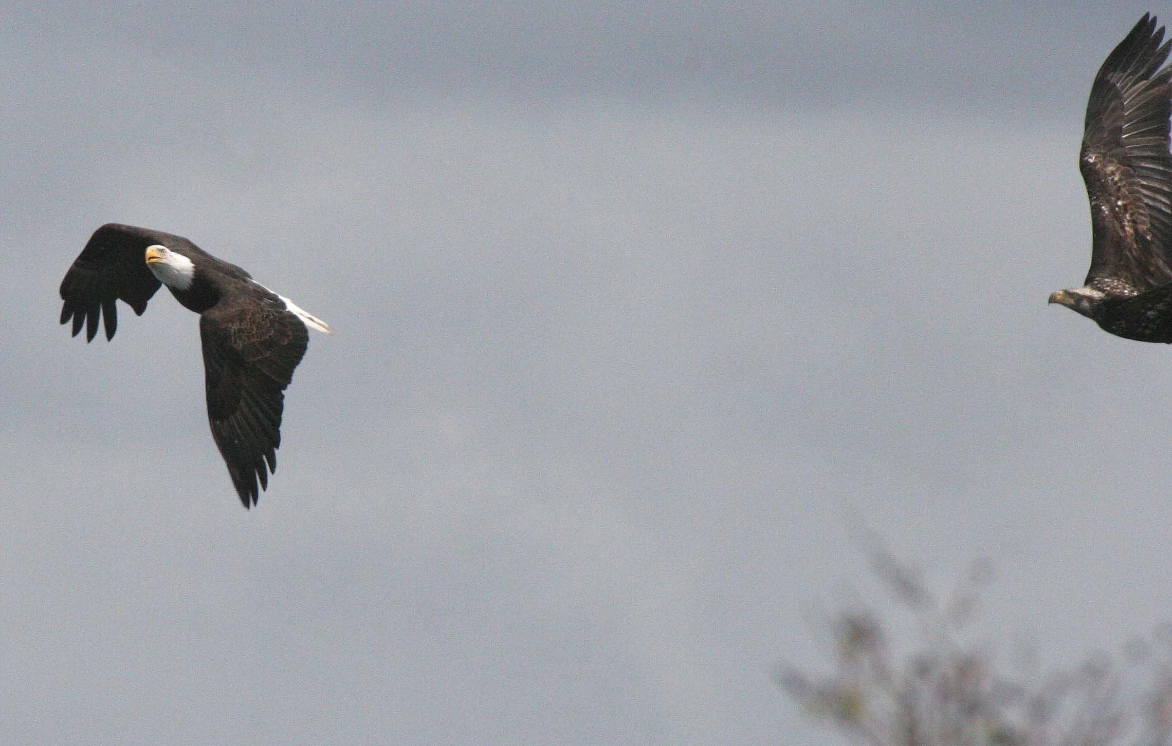 Haliaeetus leucocephalus - AMERICAN BALD EAGLE - FISHING HUMBOLT SQUID - SEQUIM BAY WA (48).JPG