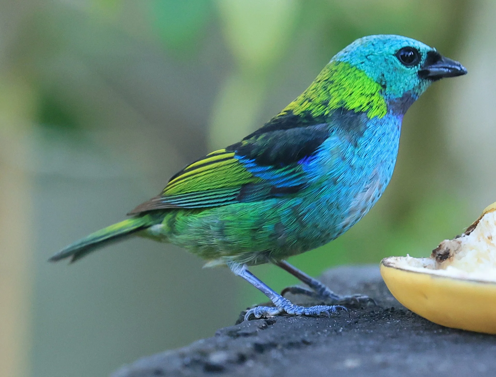 Green-headed Tanager (Tangara seledon)  Superagui National Park, Brazil (234).jpg