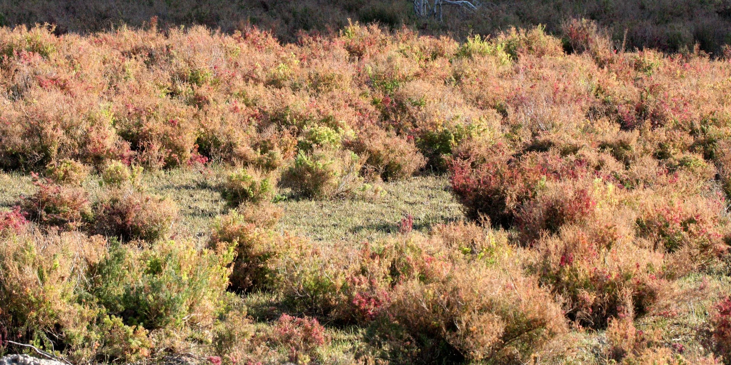 KHAO SAM ROI YOT THAILAND - SUAEDA MARITIMA (2).JPG