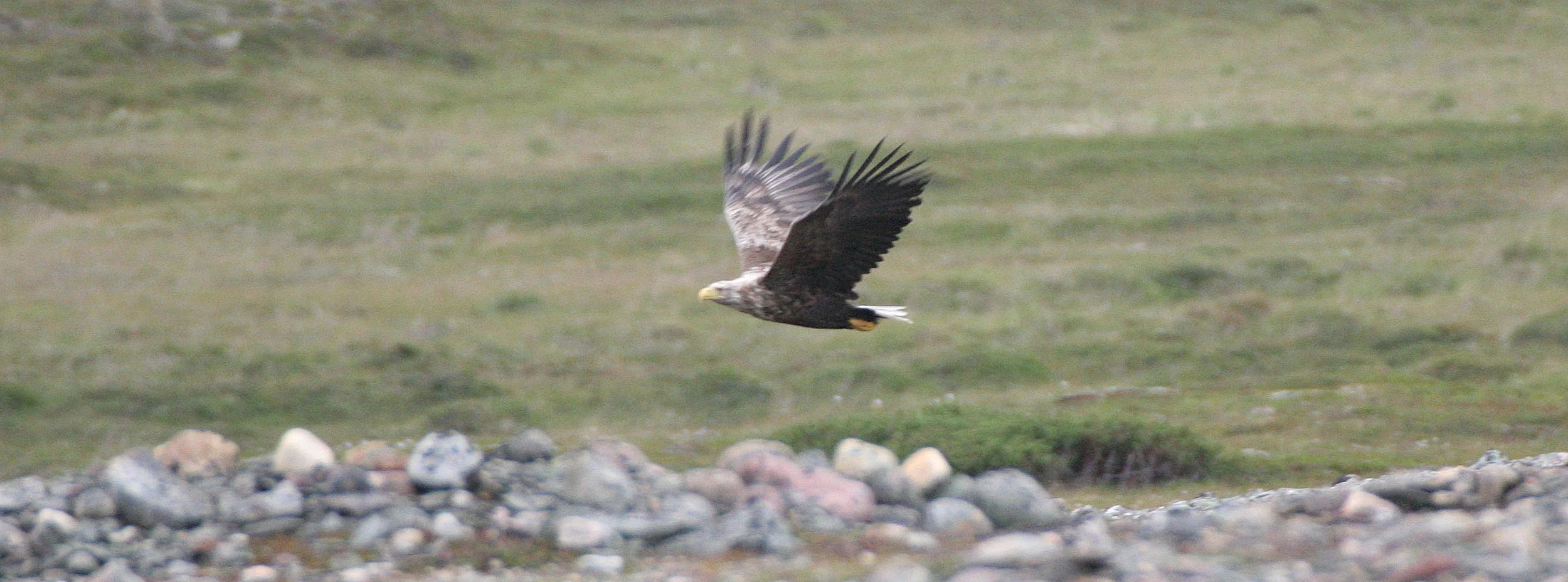 Haliaeetus albicilla - WHITE-TAILED SEA EAGLE - HORNOYA NORWAY (8).jpg