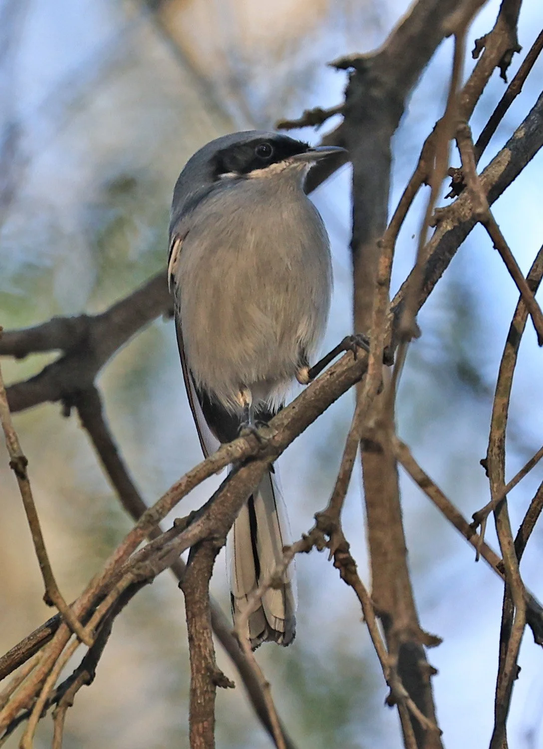 Masked Gnatcatcher (Polioptila dumicola) Estancia Campo'i Paraguay (5).jpg