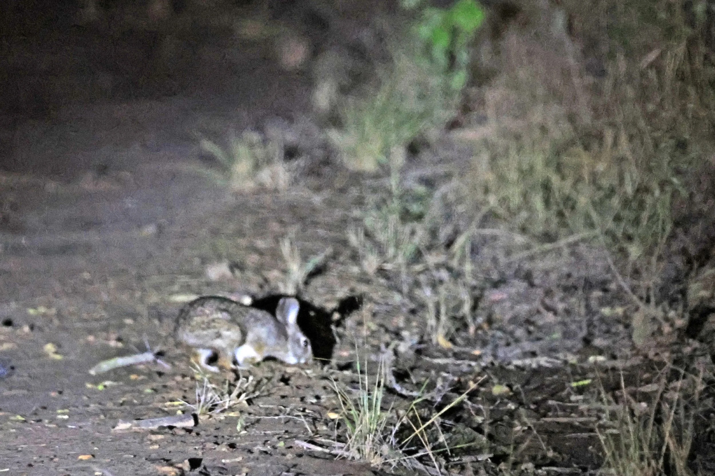Tapetí (Sylvilagus brasiliensis) Reserva Nueland  Selva Serena (12).jpg