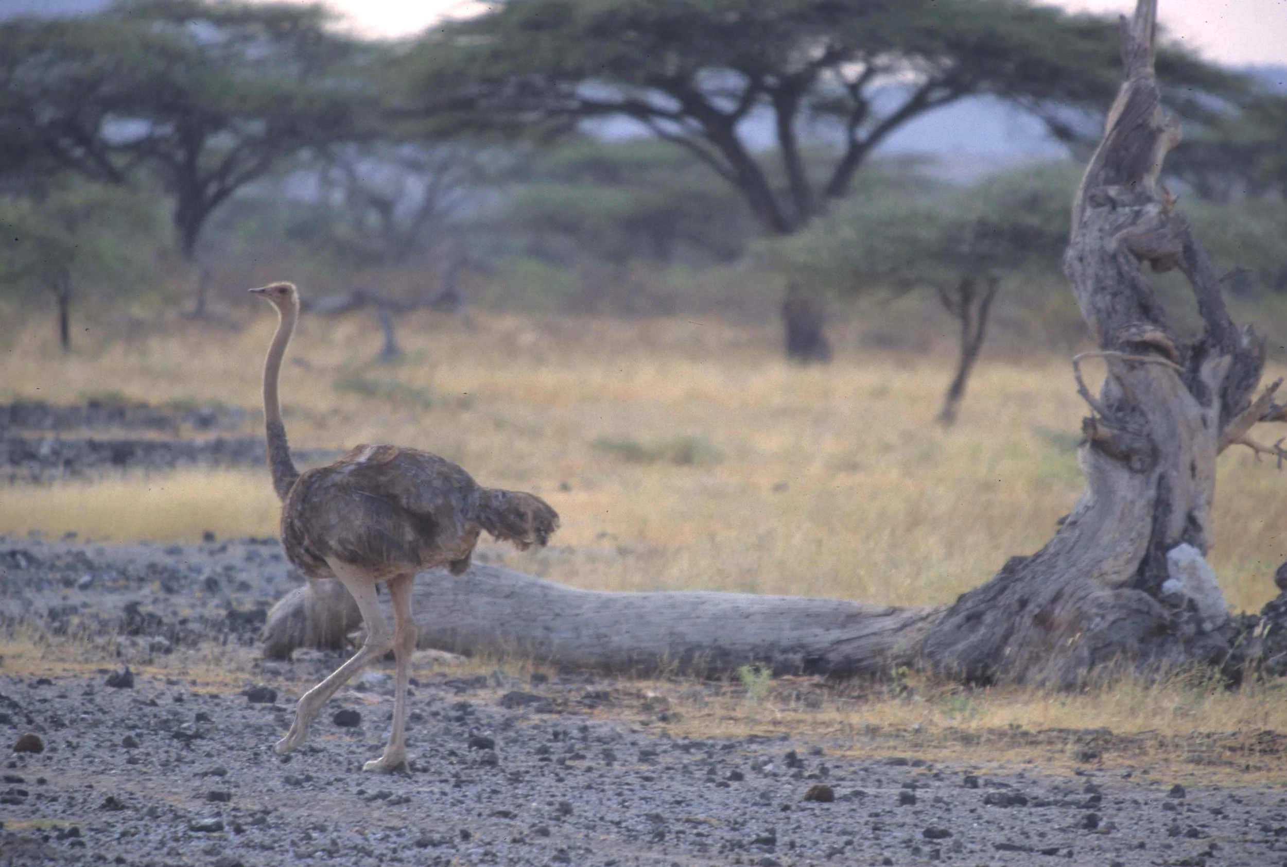 BIRDS - OSTRICH - SHABA.jpg