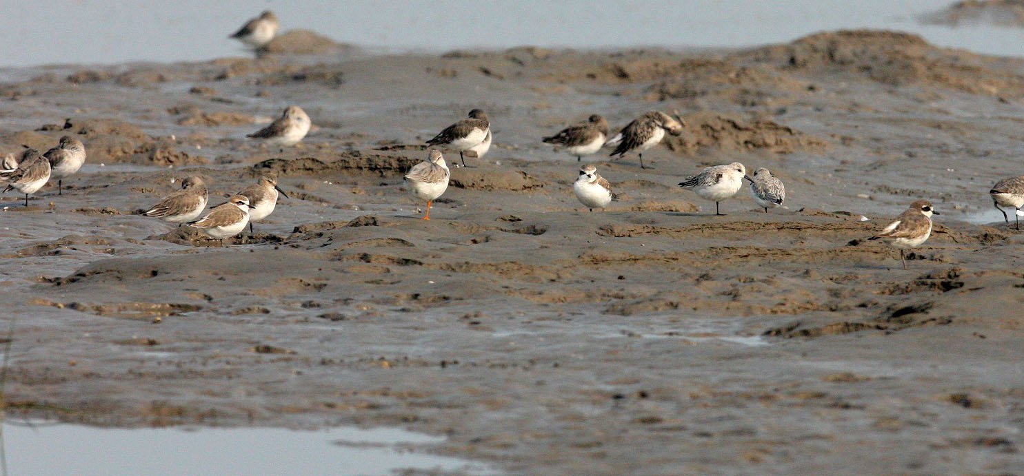 BIRD - PLOVER - KENTISH PLOVER WITH GREY PLOVERS AND DUNLINS - NANKOU, RUDONG, CHINA (1).JPG