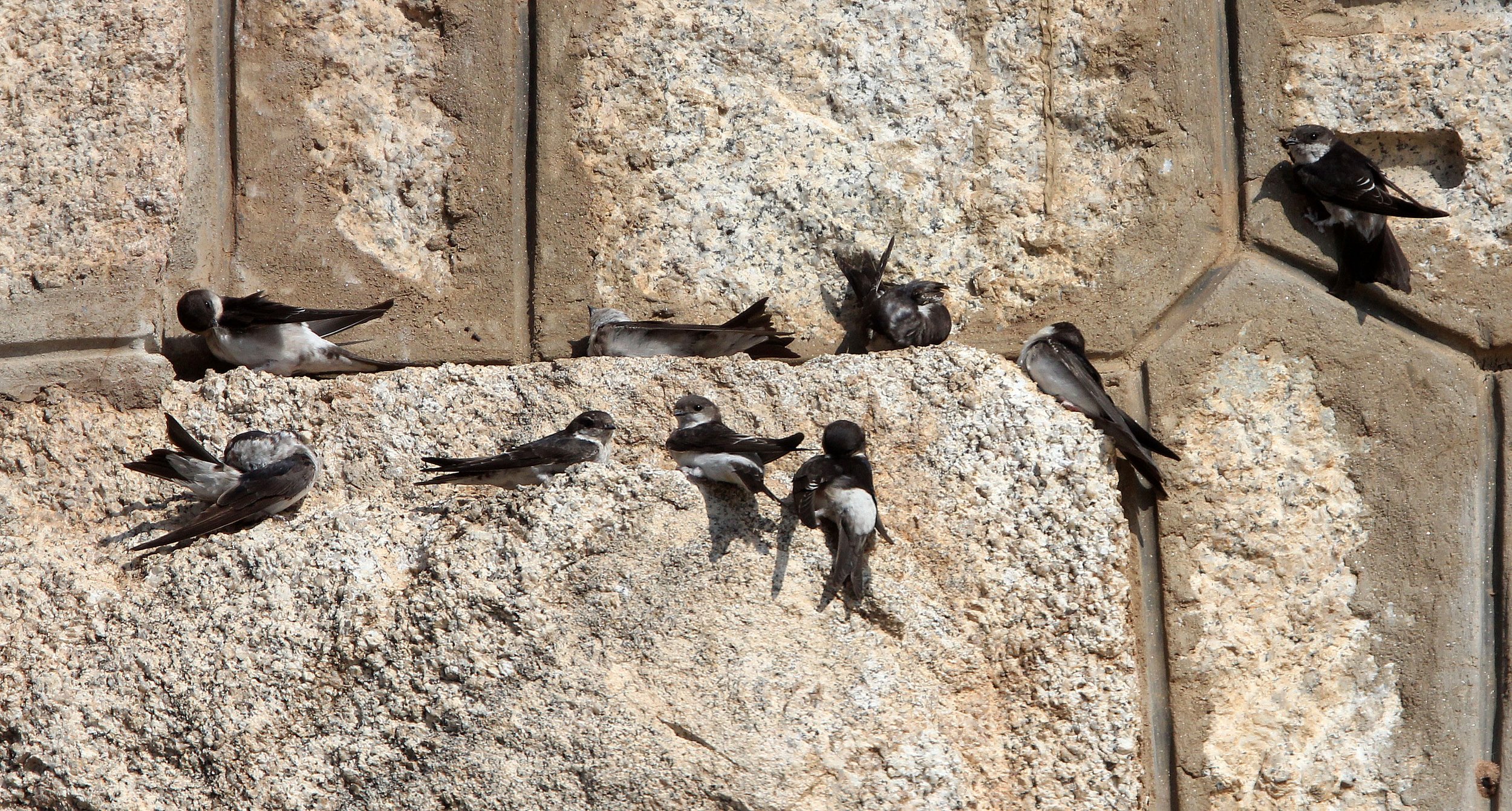 Sand Martin (Riparia riparia) Sierra de Andujar Spain (5).JPG