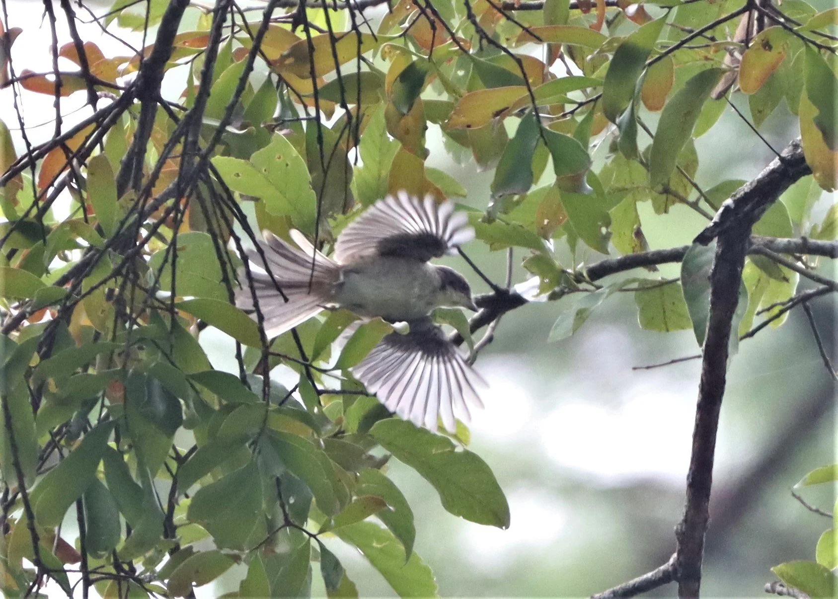 Burmese Shrike (Lanius collurioides) Doi Lang Chiang Mai (7).jpg