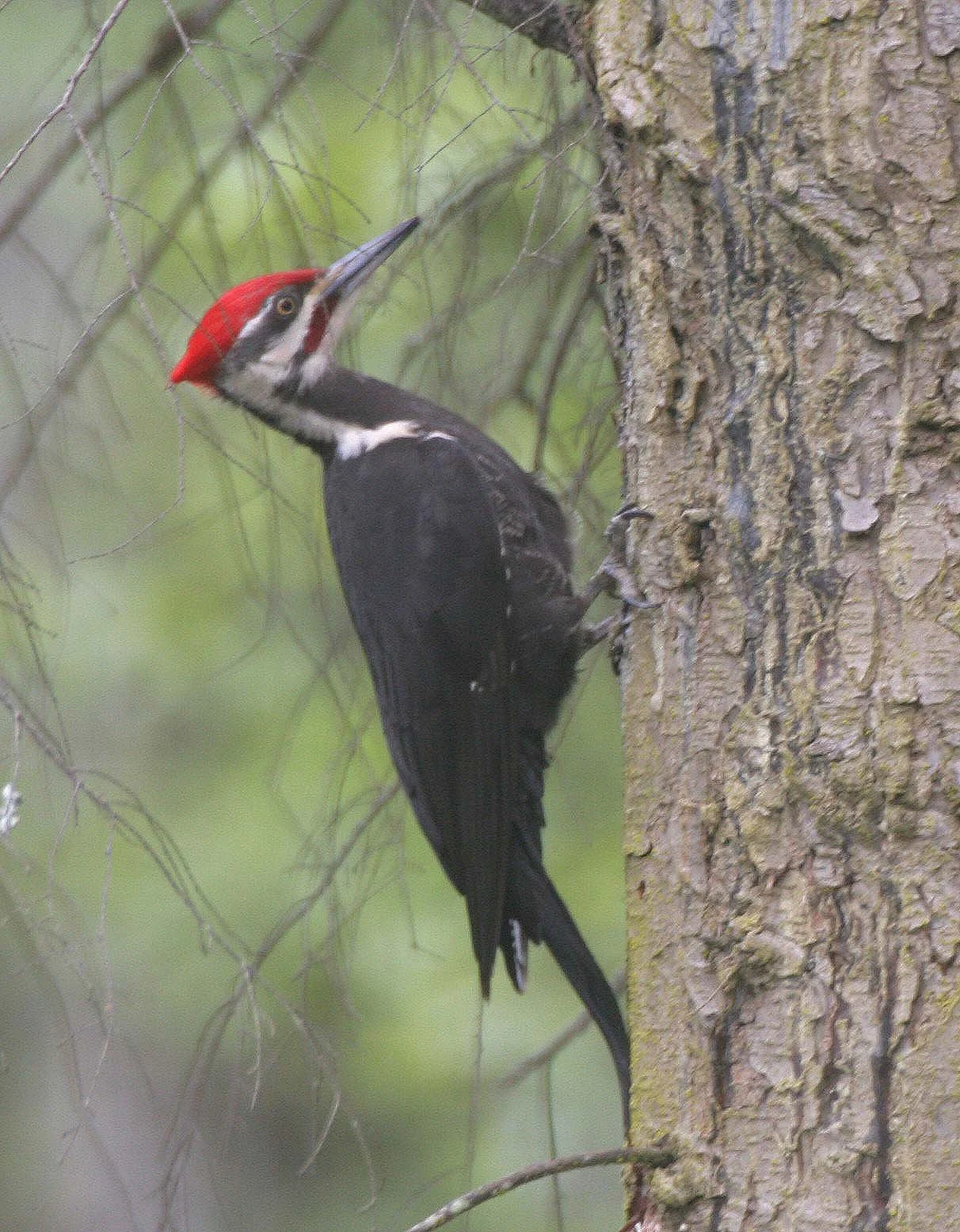 BIRD - WOODPECKER - PILEATED WOODPECKER - GASMAN (2).jpg