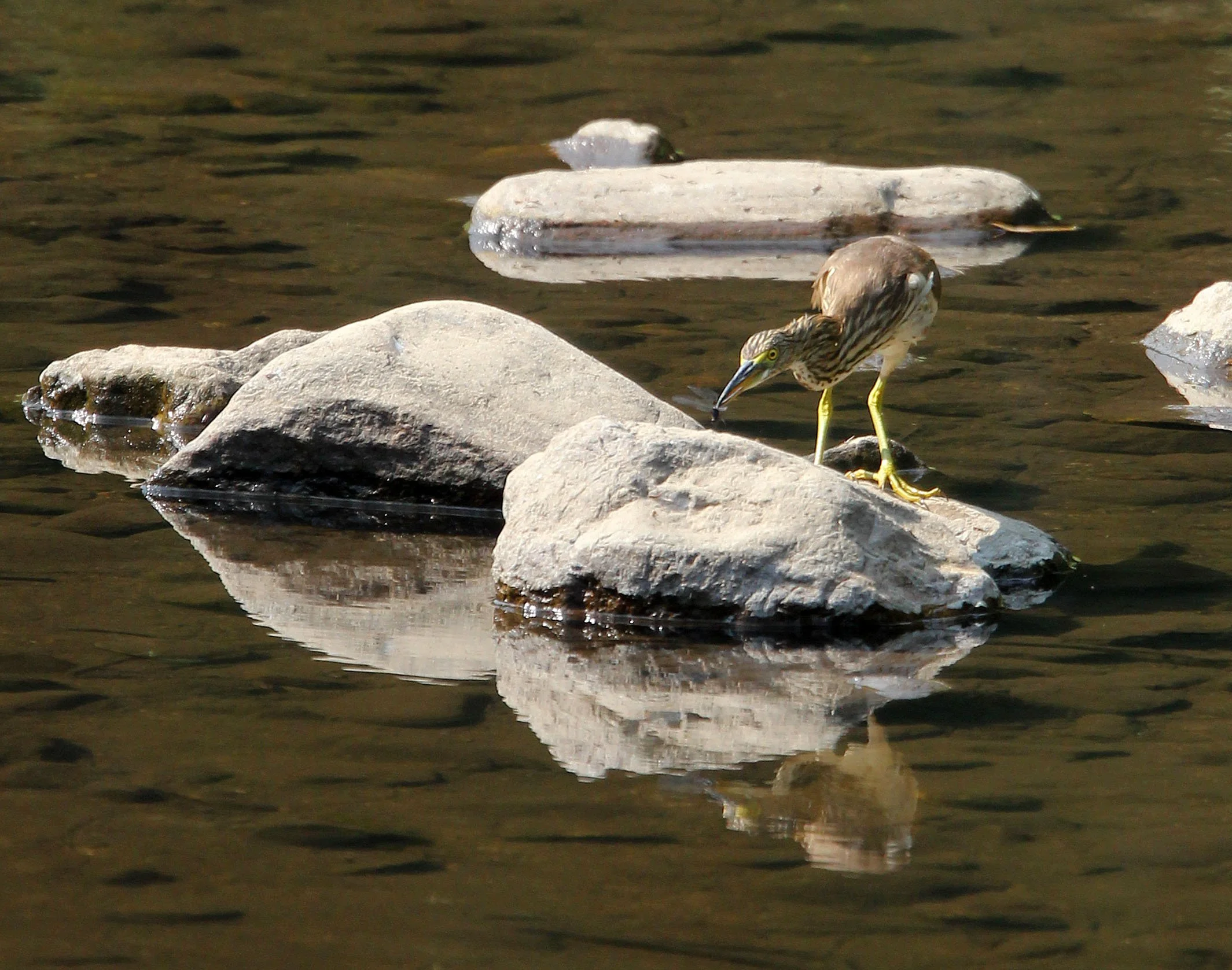 Chinese Pond Heron