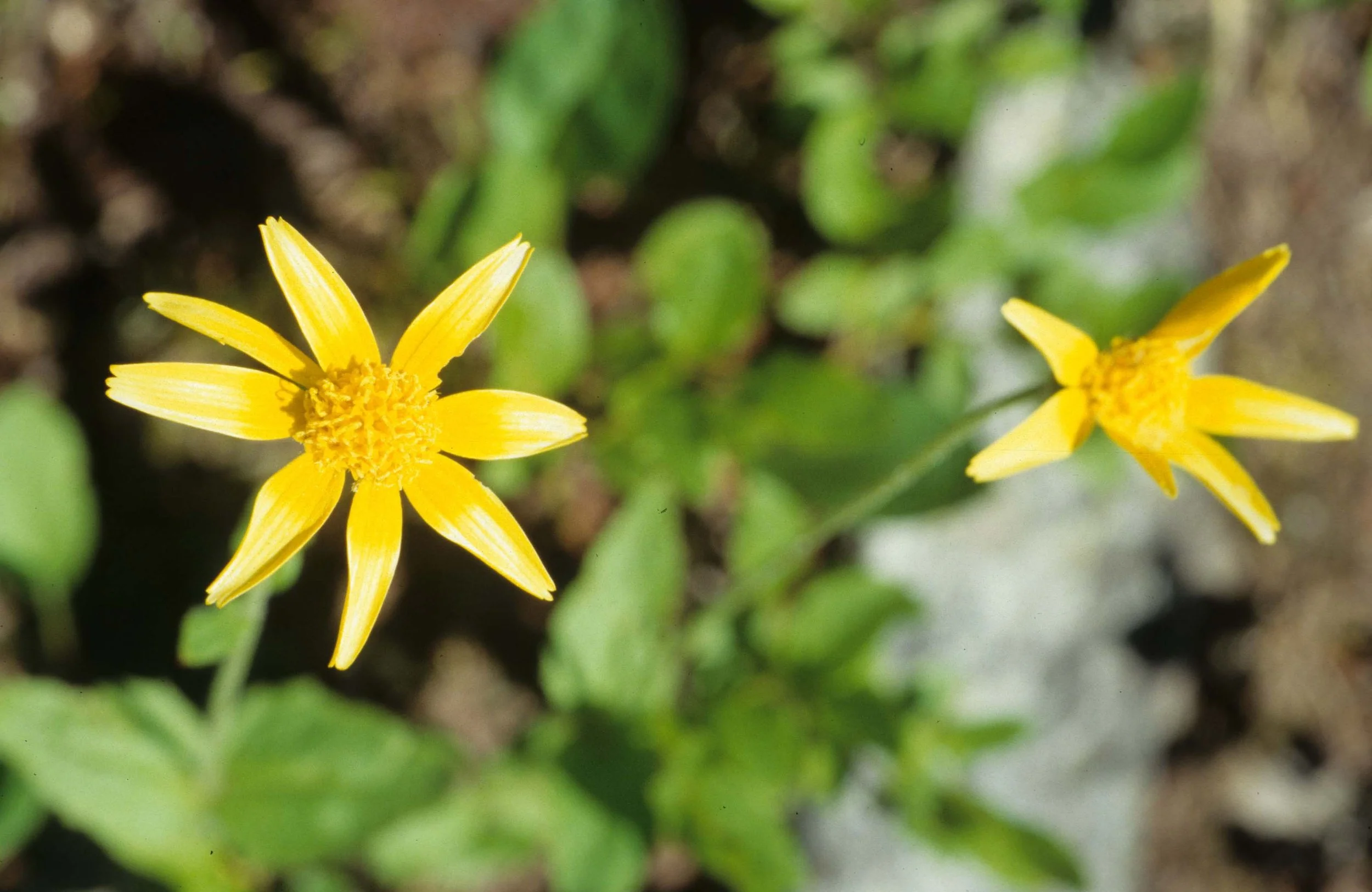 MONTANA - GLACIER - ASTERACEAE SPECIES.jpg