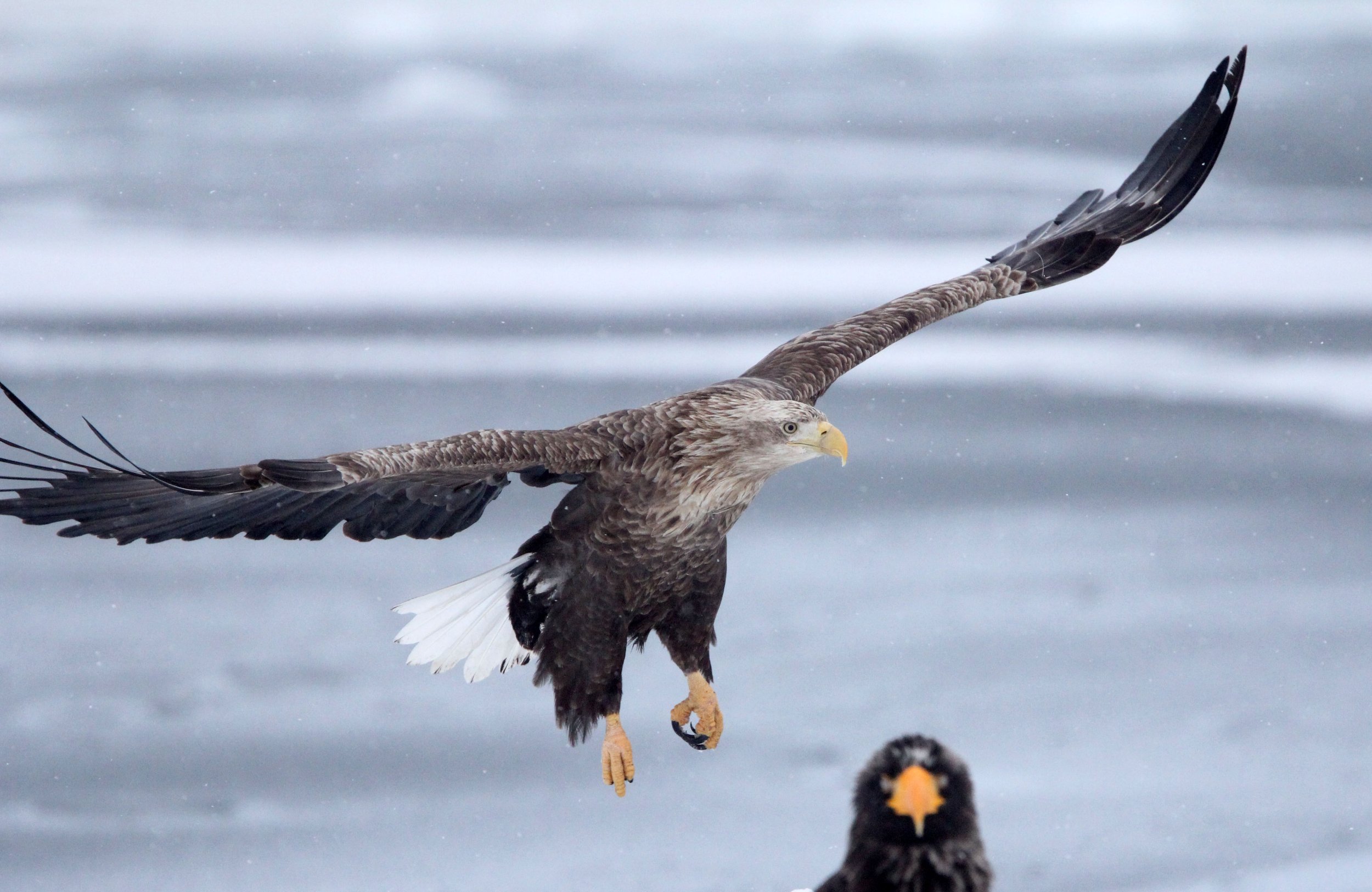 BIRD - EAGLE - WHITE-TAILED EAGLE - RAUSU, SHIRETOKO PENINSULA & NATIONAL PARK - HOKKAIDO JAPAN (22).JPG