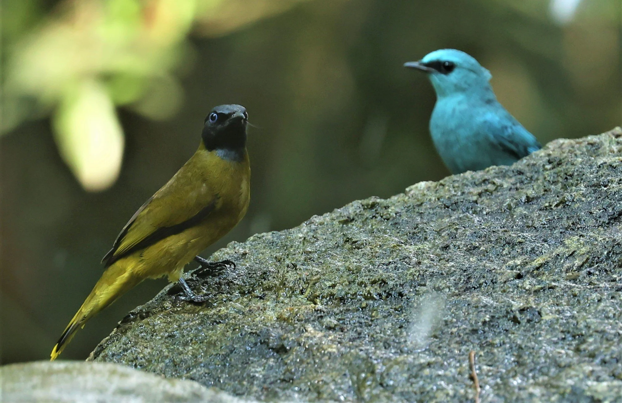 FLYCATCHER - VERDITER FLYCATCHER - Eumyias thalassina - WAT THAM PRATHUM CHONBURI JAN 30 2022 (75).jpg