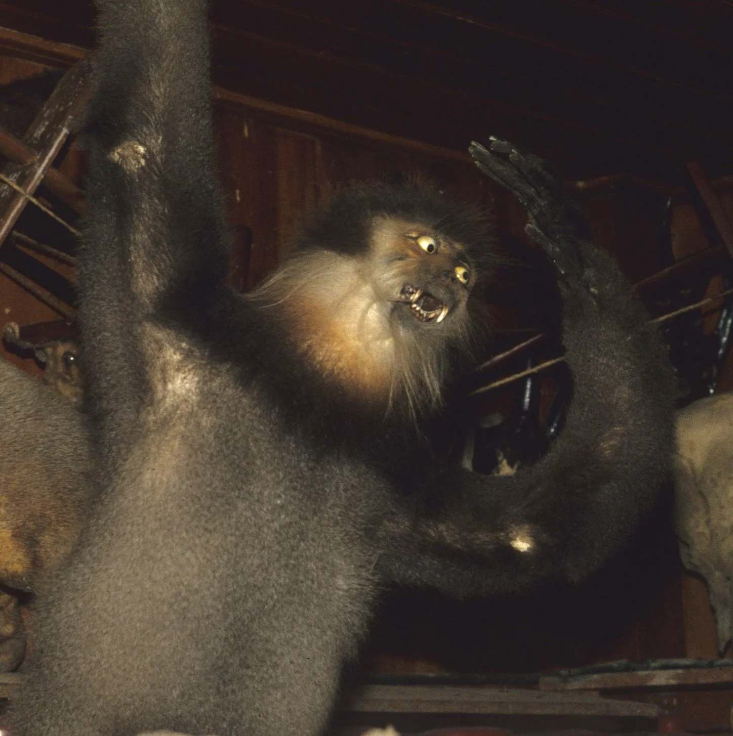 DALAT - POACHERS HUT - PRIMATES STUFFED (2).jpg
