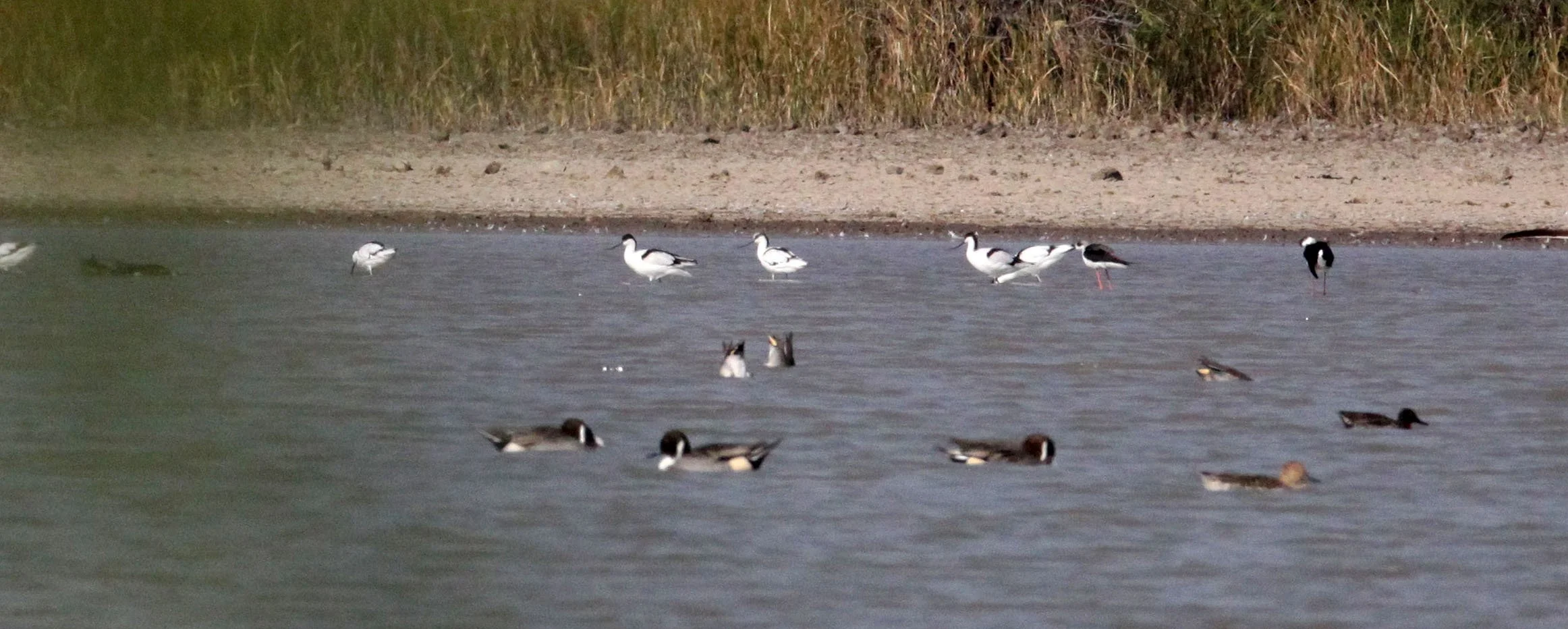 BIRD - AVOCET - PIED AVOCET - BLACKBUCK NATIONAL PARK INDIA (2).JPG