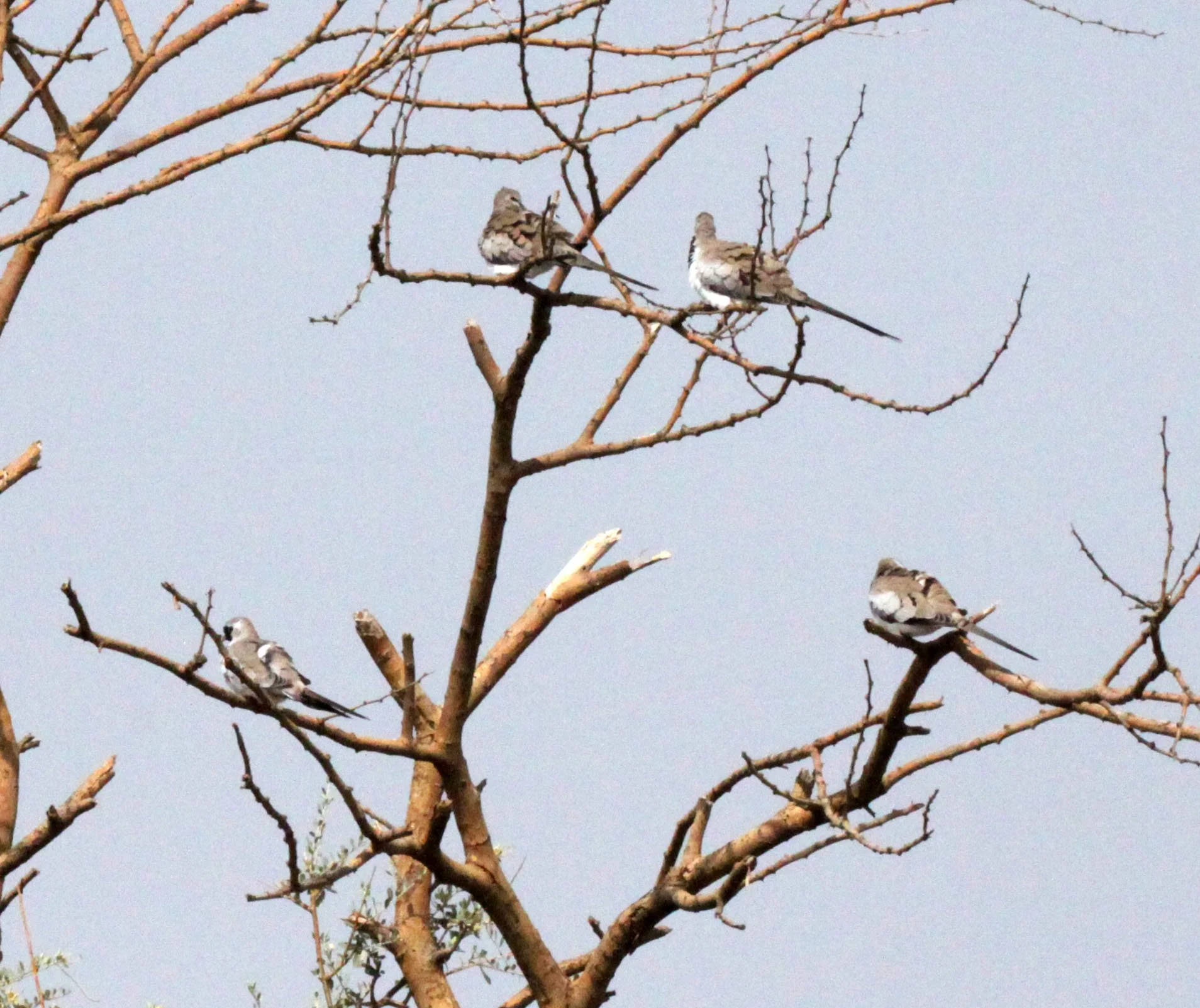 Namaqua Dove (Oena capensis) Awash NP Ethiopia.JPG