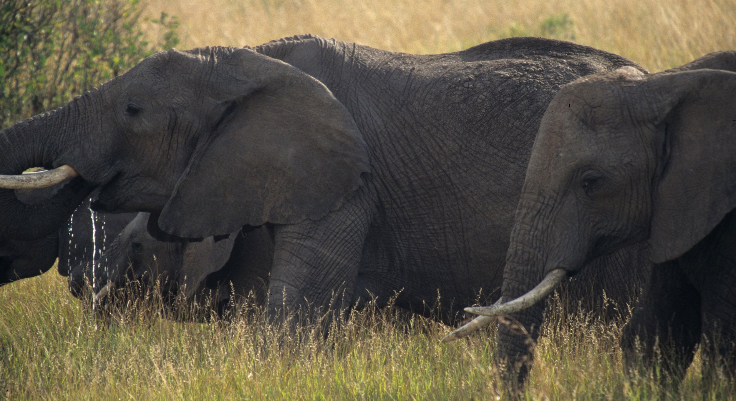 ELEPHANT - SERENGETI 54.jpg
