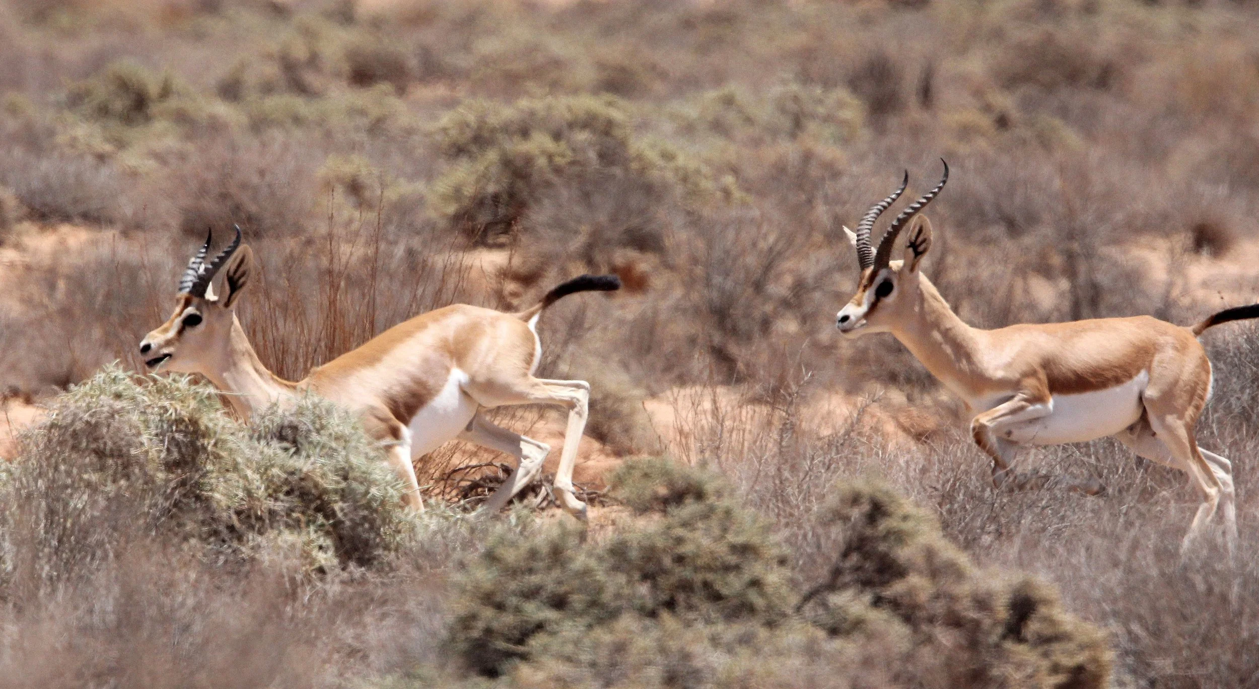 GAZELLE - SAHARAN DORCAS GAZELLE - Gazella dorcas osiris - HADJ NATIONAL NATURE RESERVE TUNISIA (4).JPG