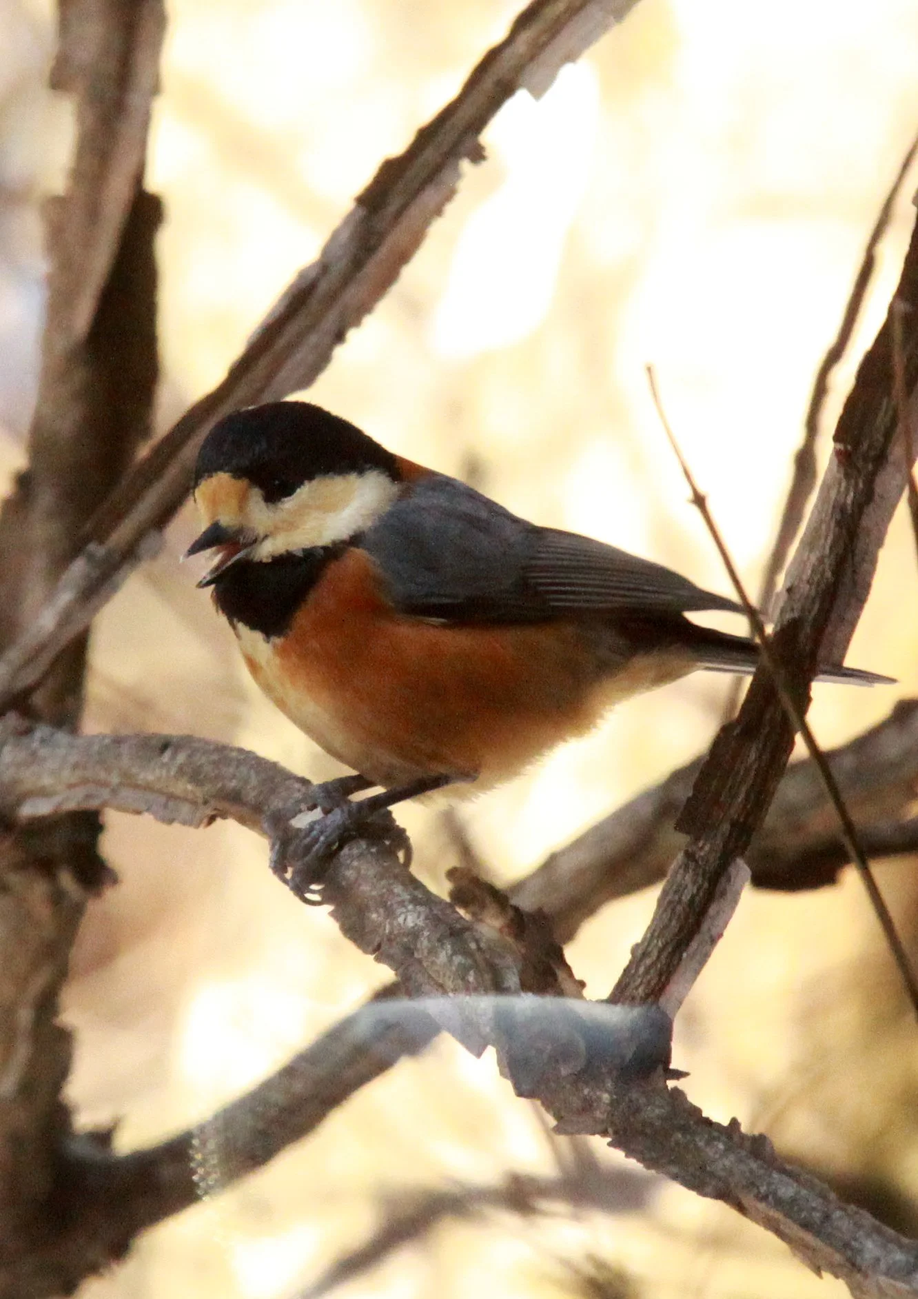 Varied Tit (Sittiparus varia) Shiobutsu Onsen, Karuizawa Japan (6).JPG